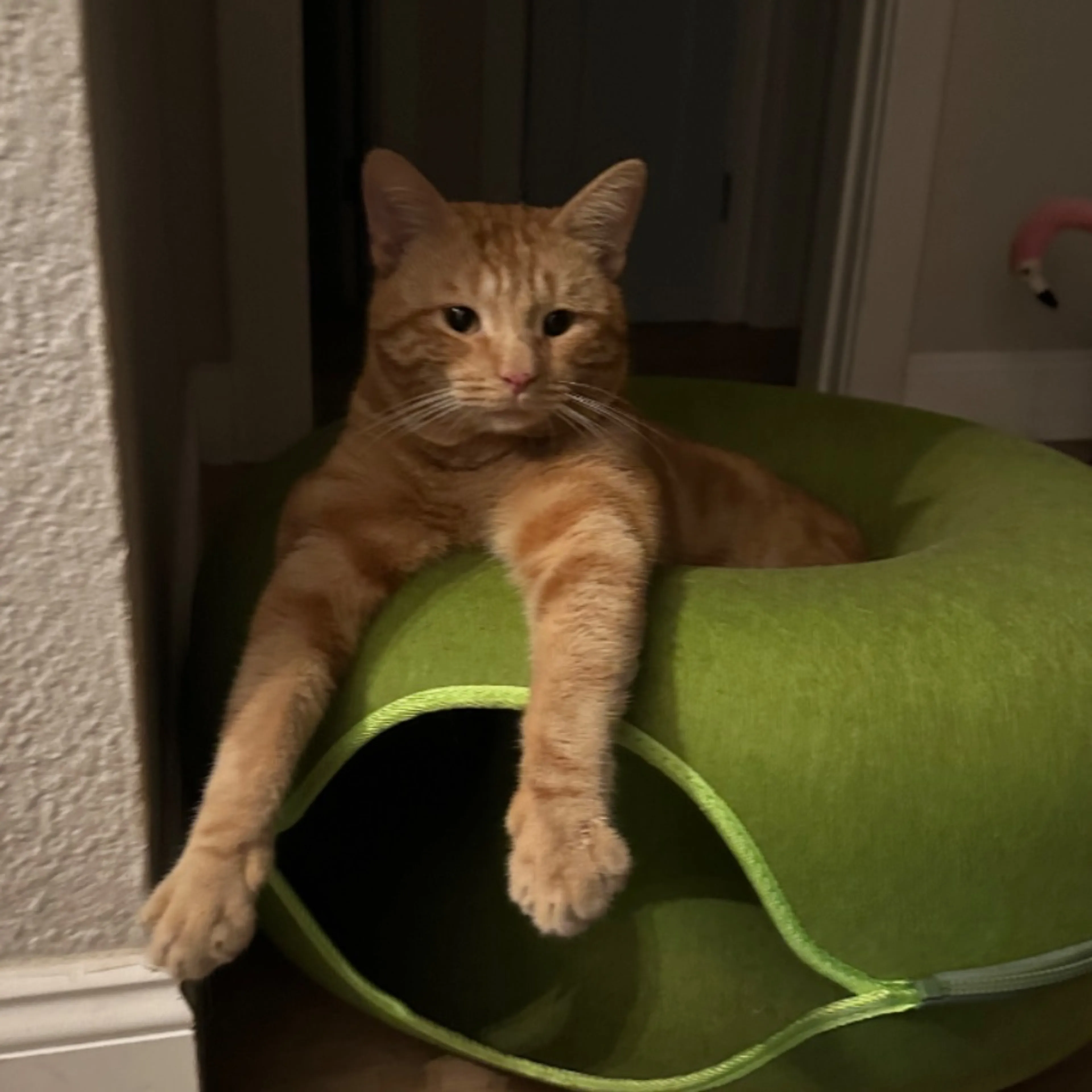 Lost pet