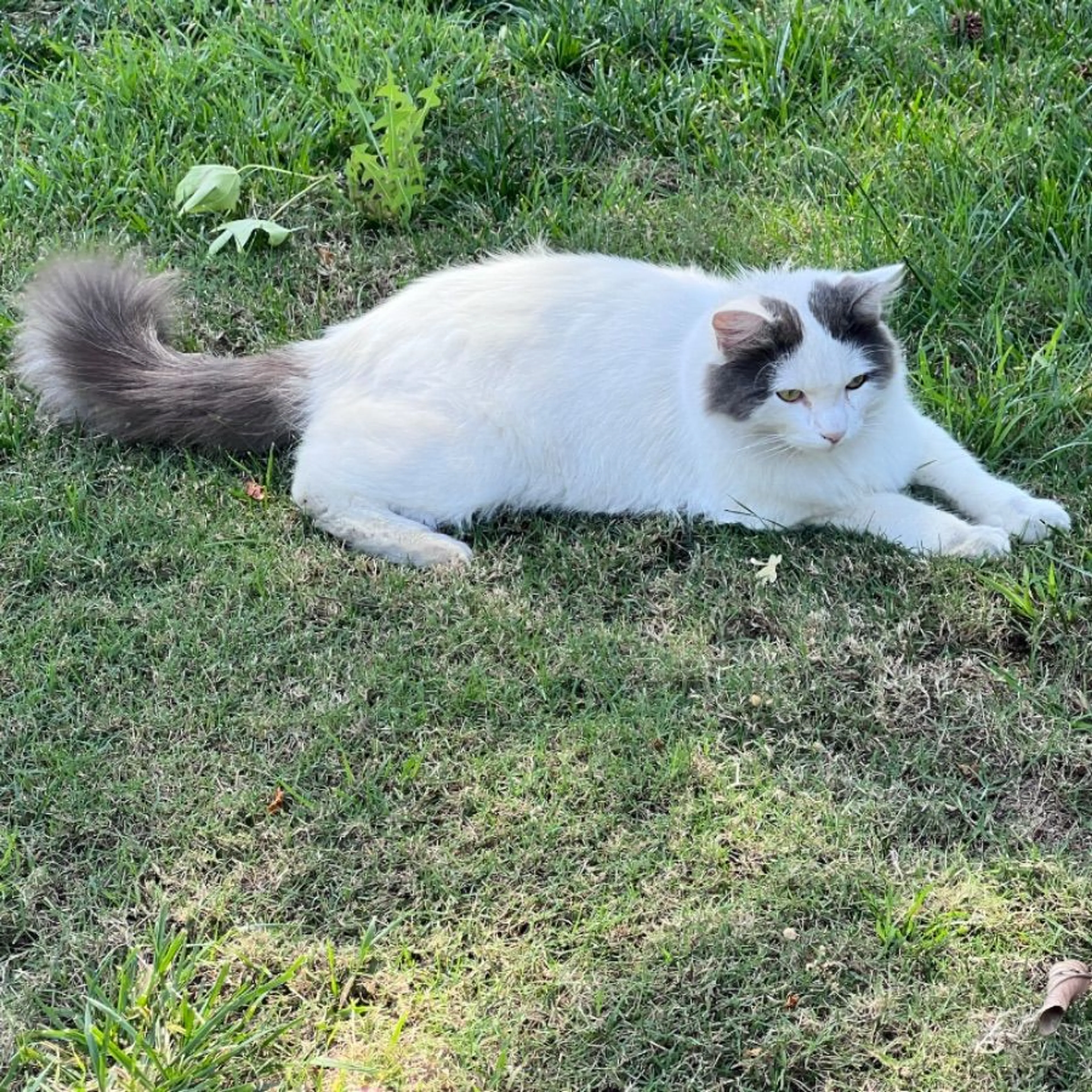 Found pet