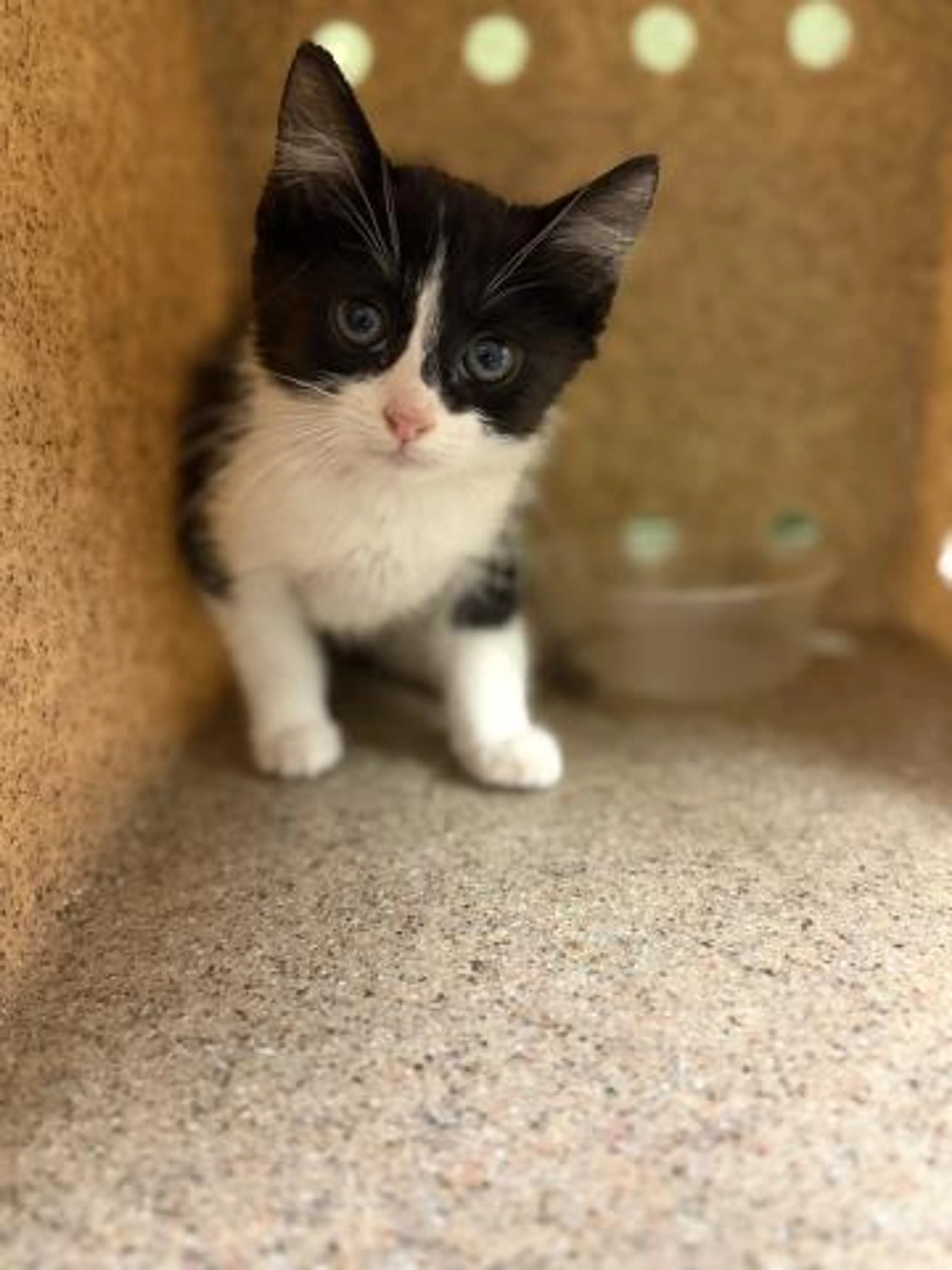 Found pet