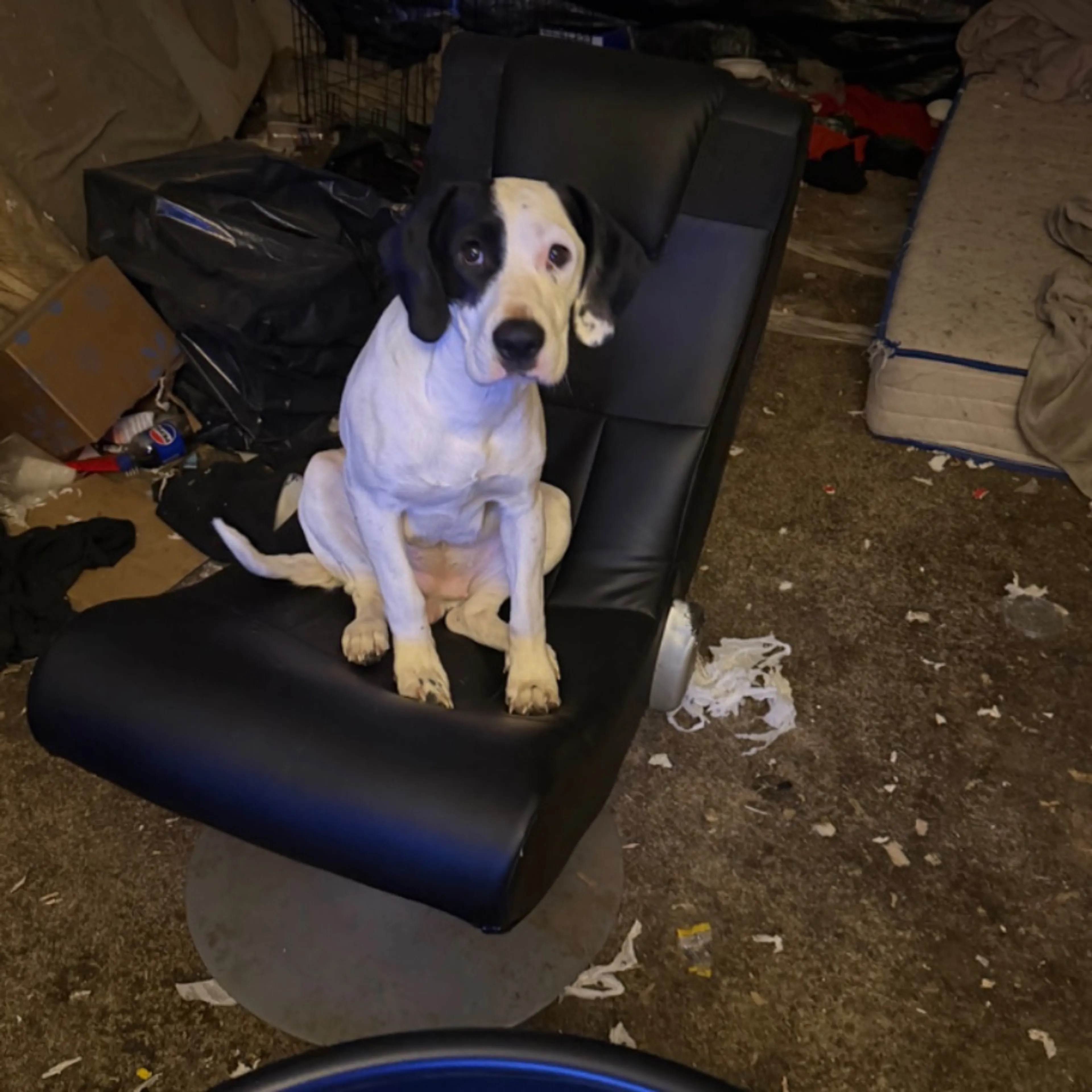 Lost pet