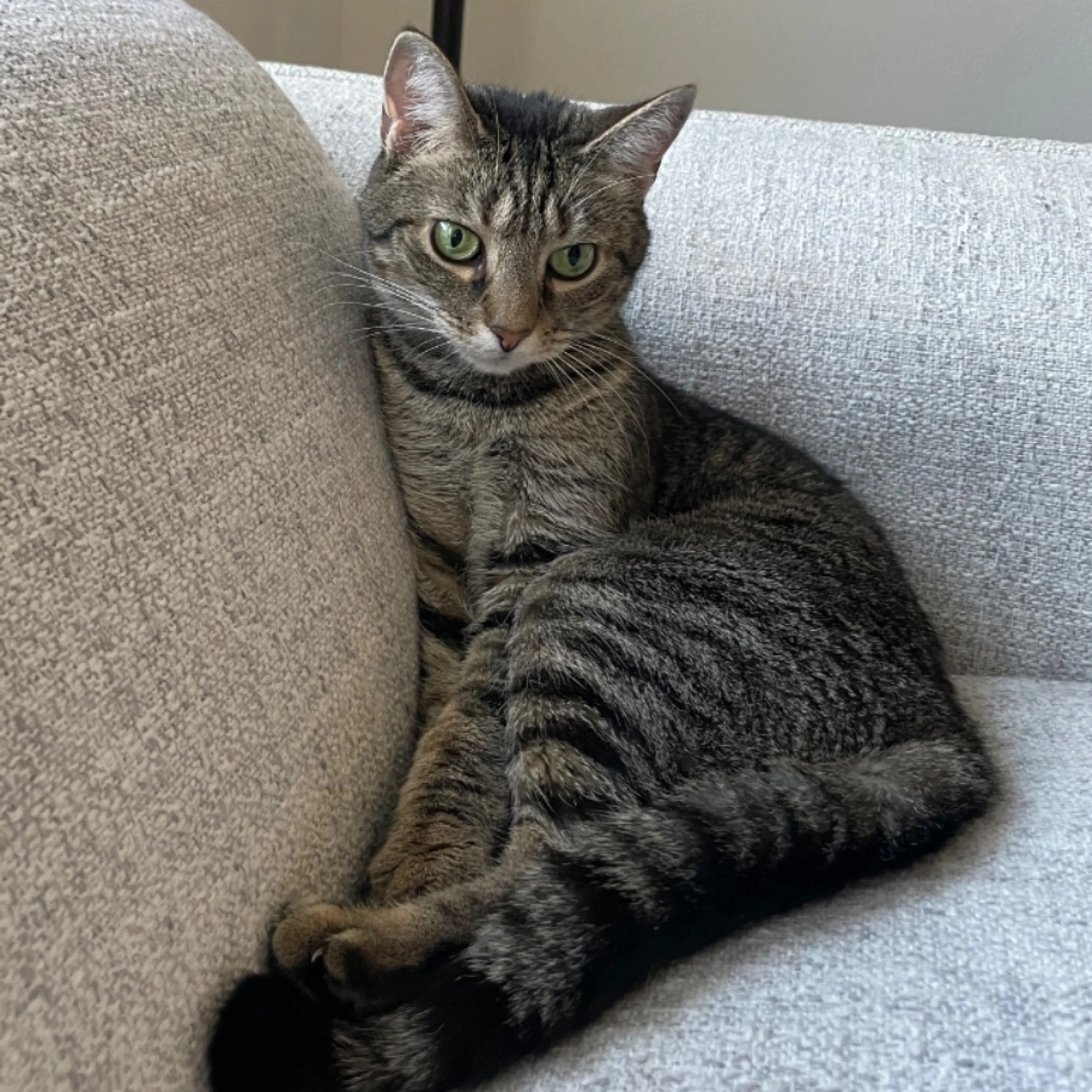 Lost pet