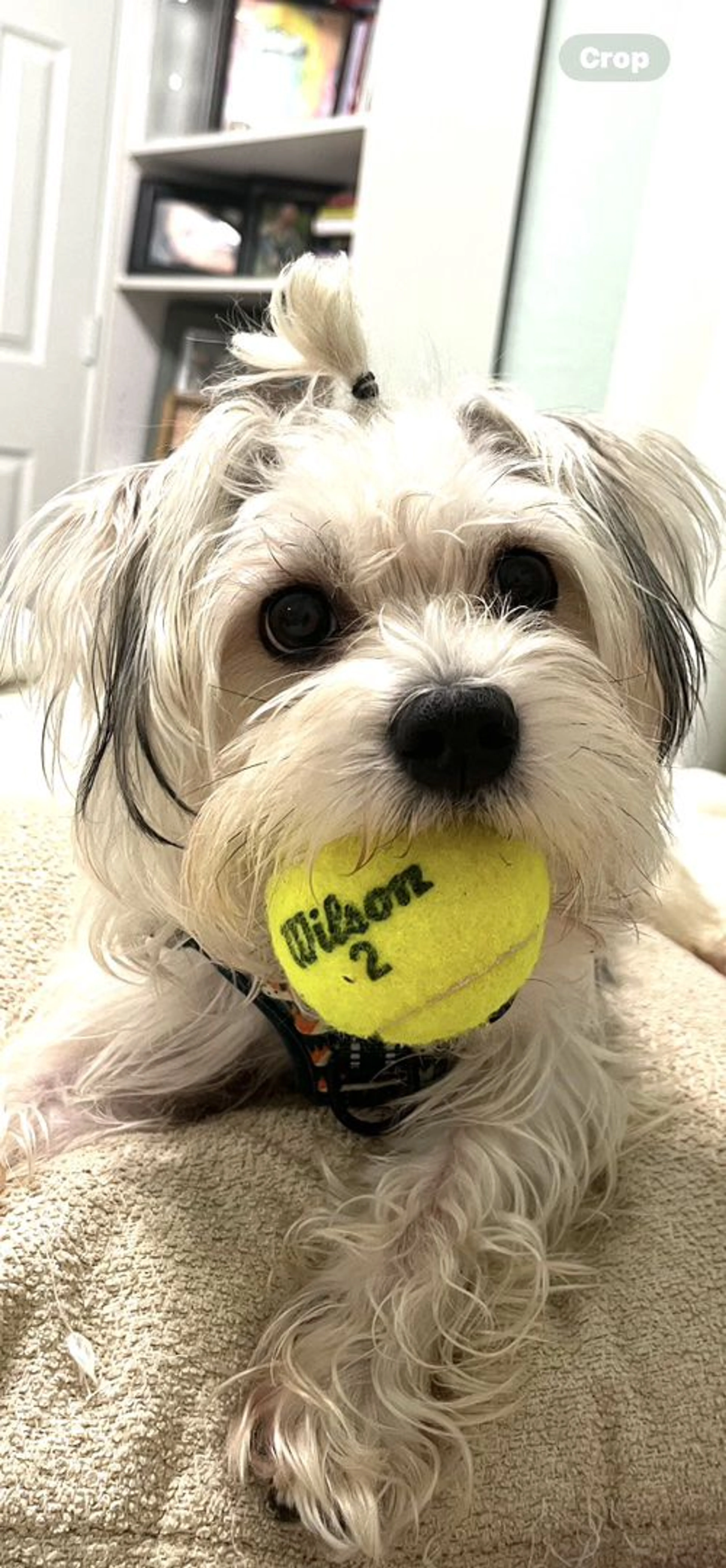 Lost pet