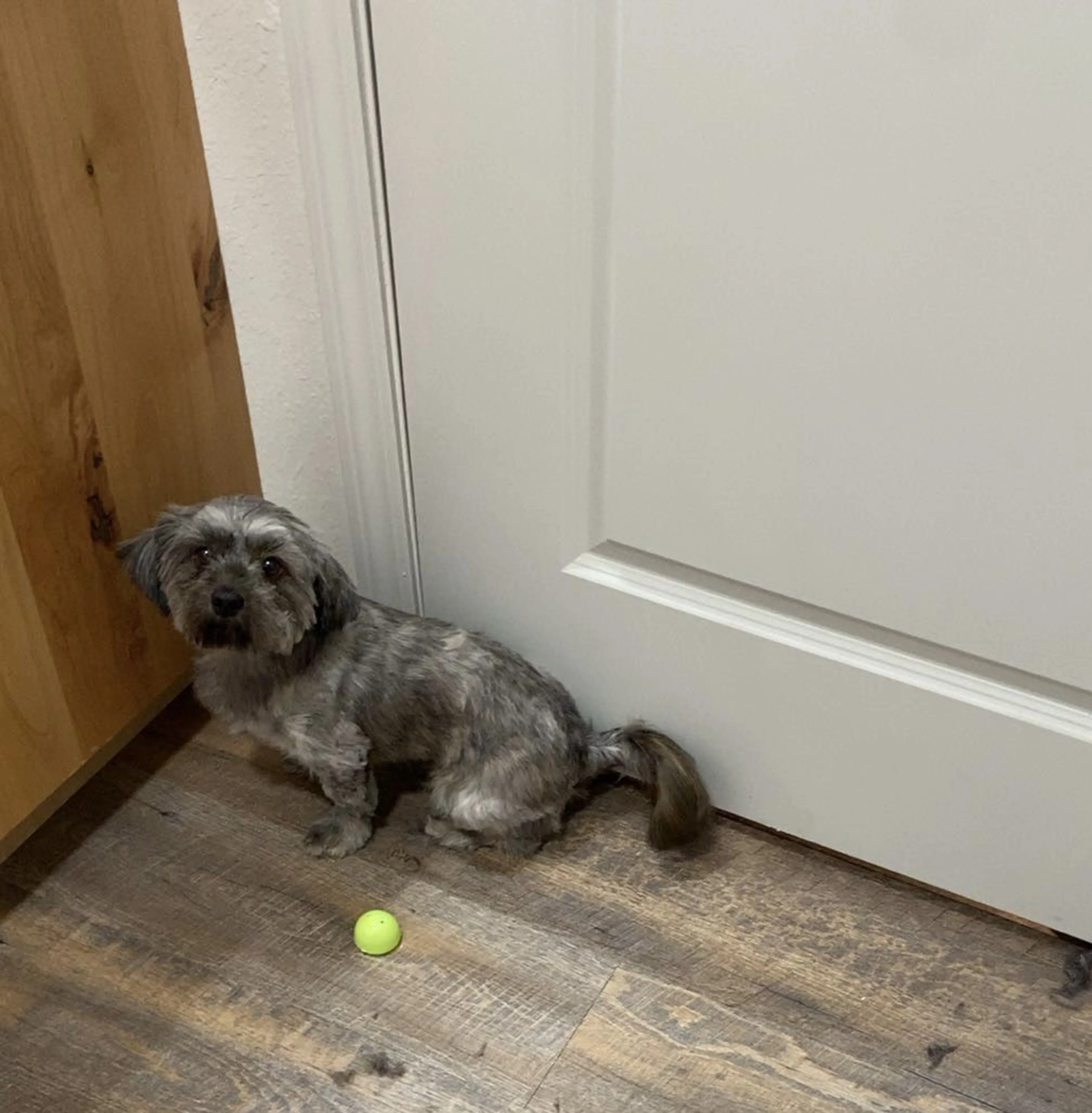 Lost pet