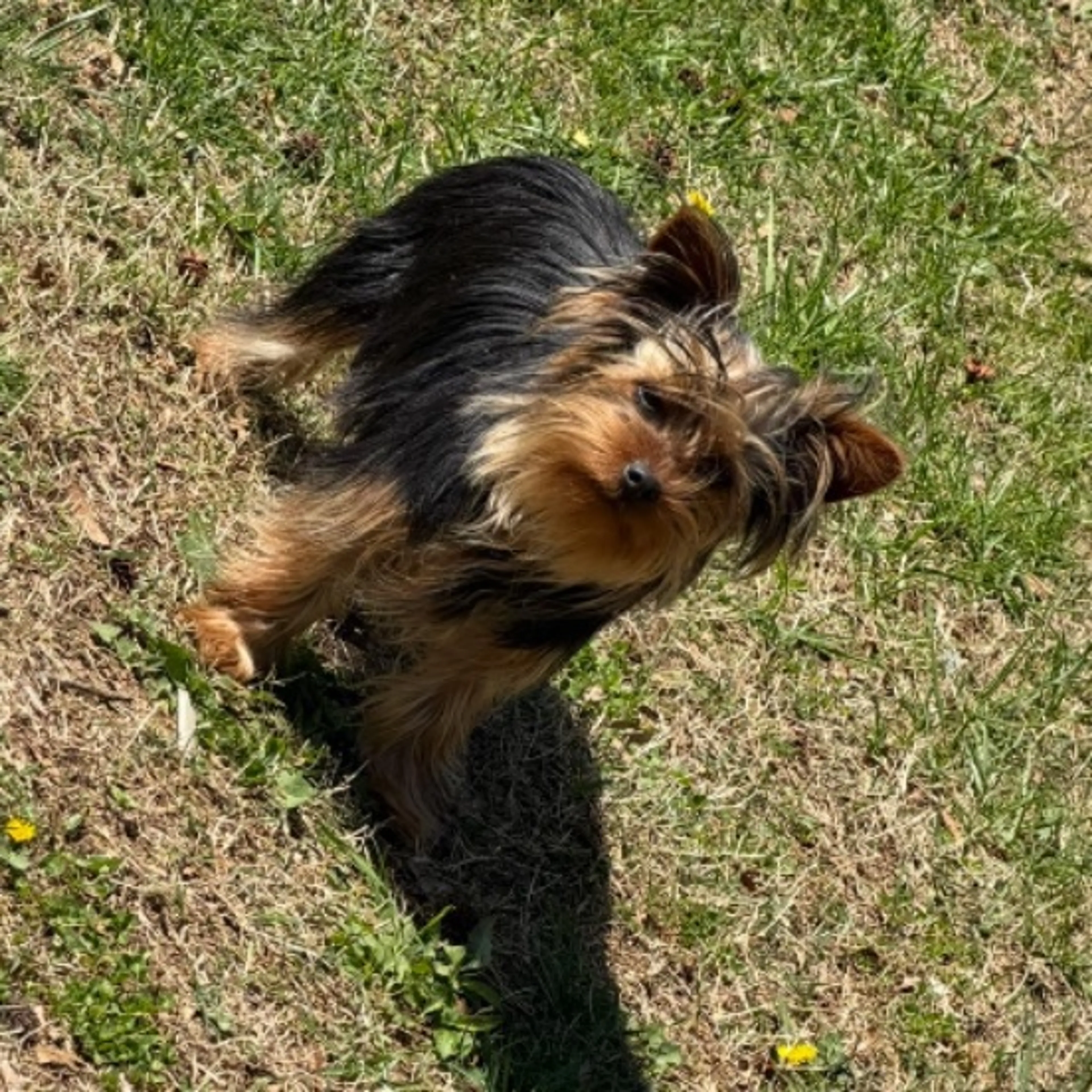 Lost pet