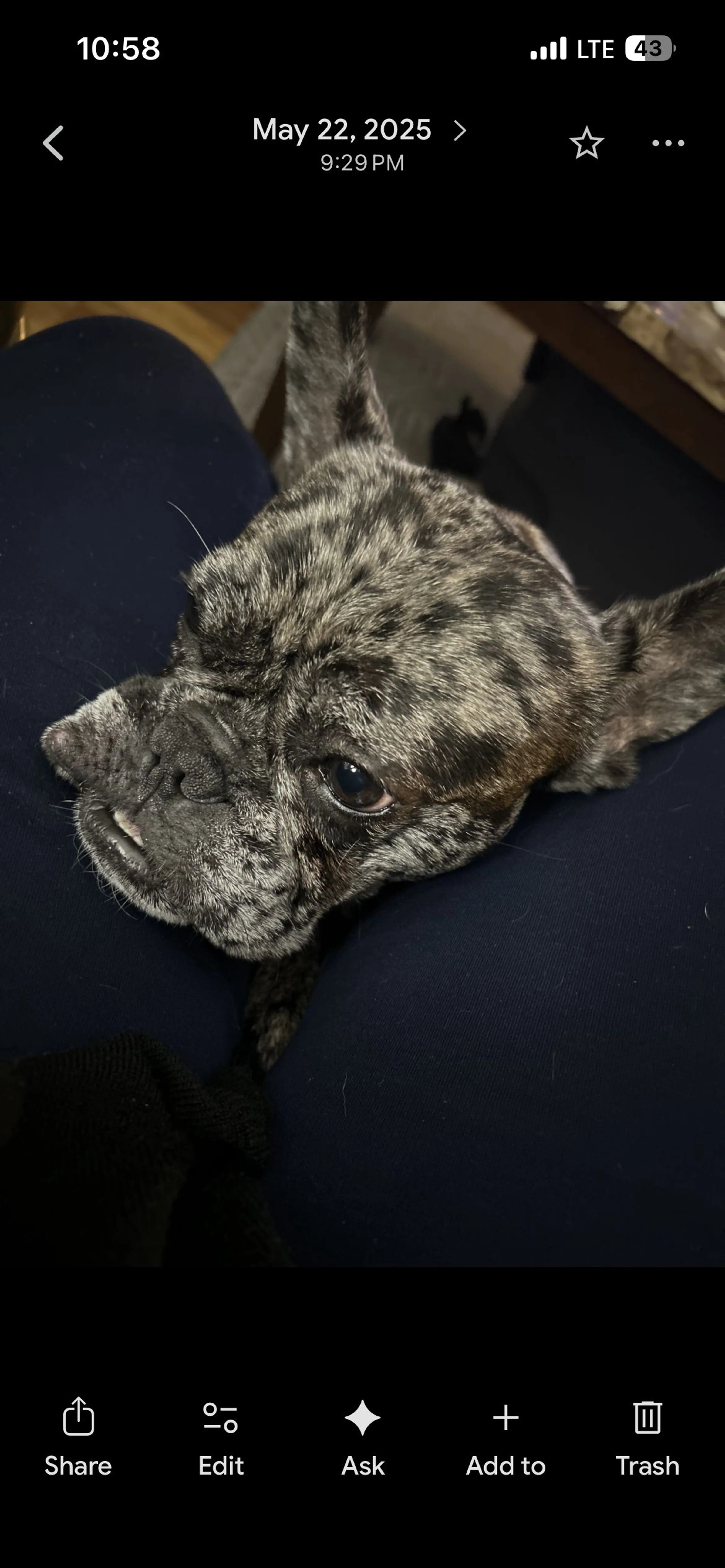 Lost pet-1