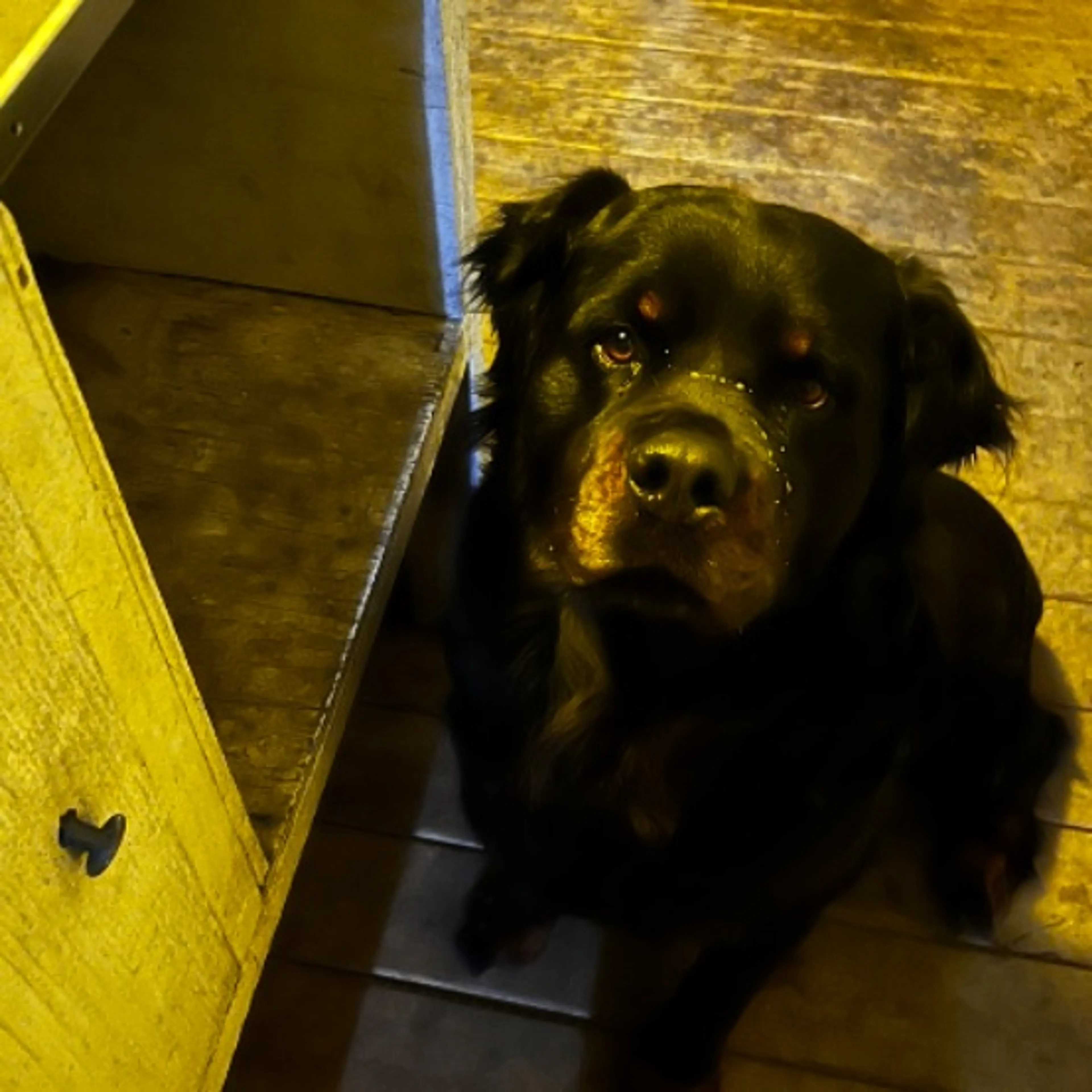 Lost pet