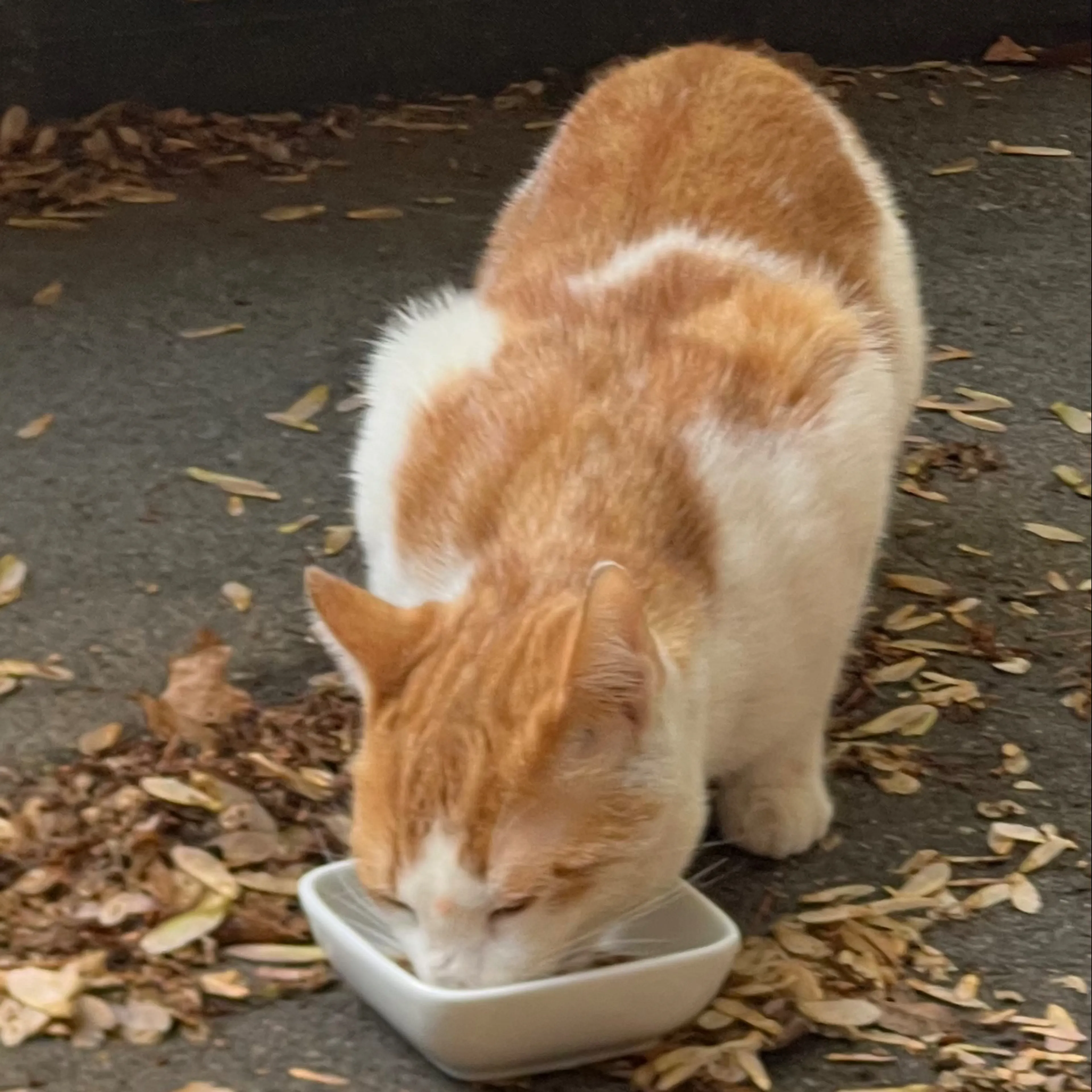 Found pet-1