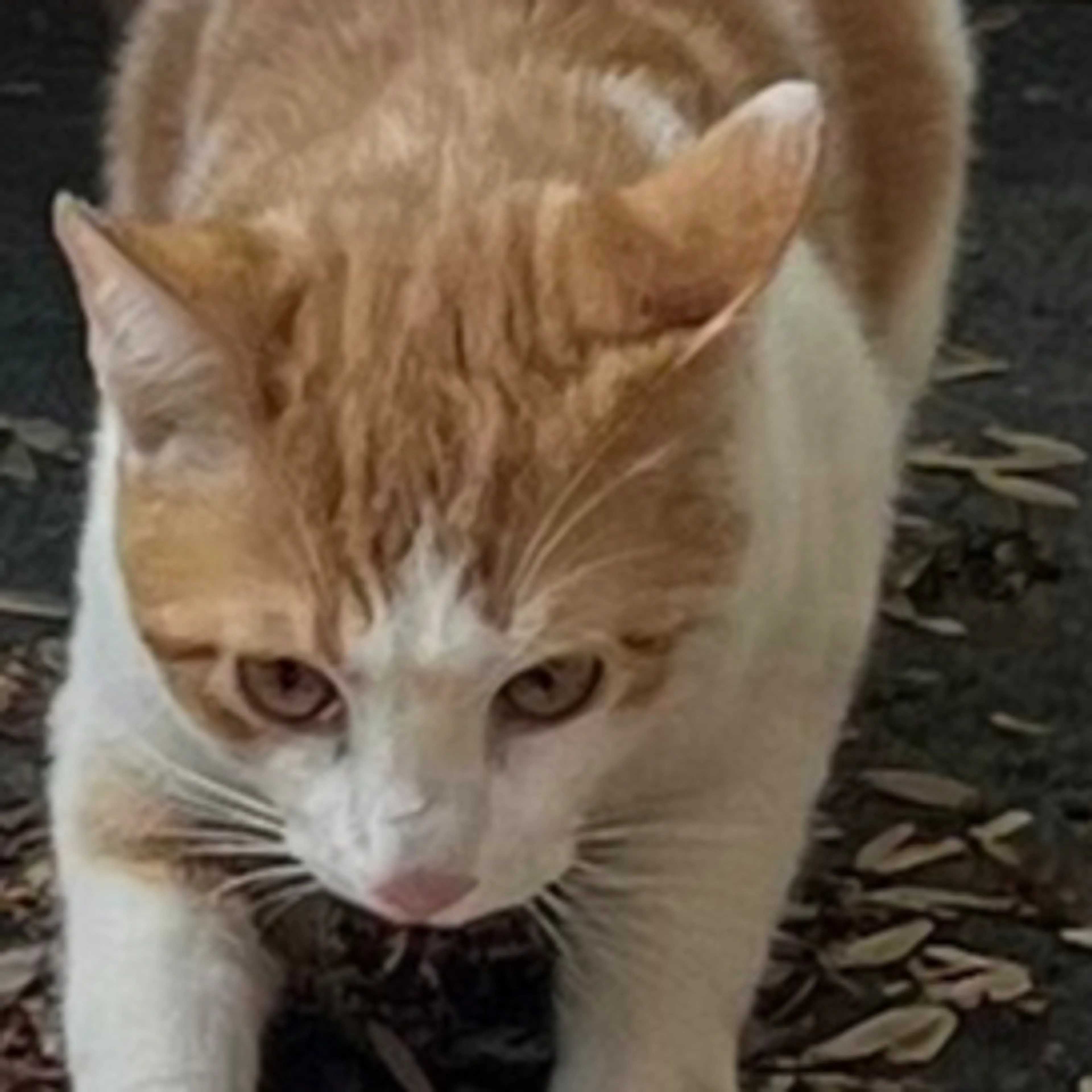 Found pet-2