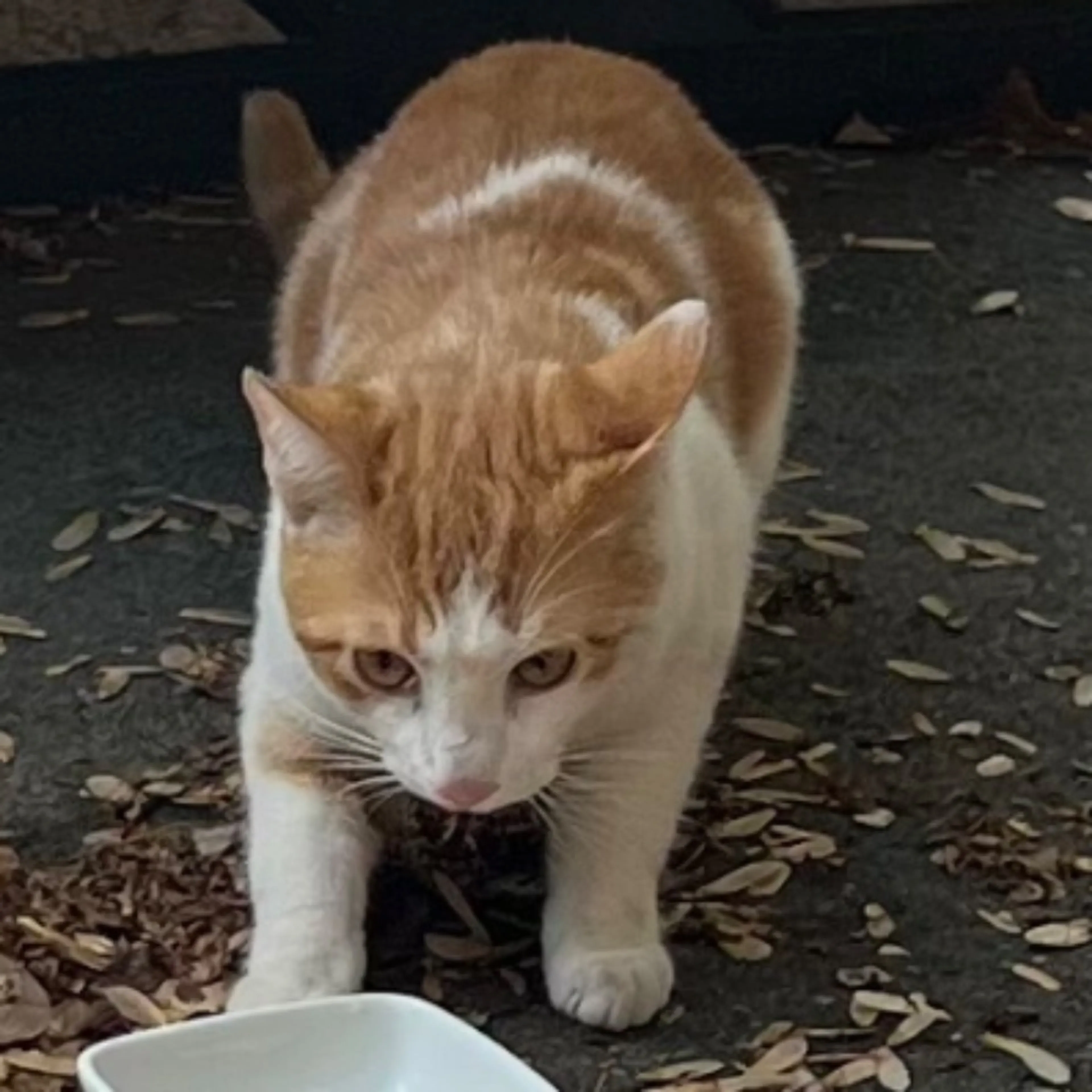 Found pet-0