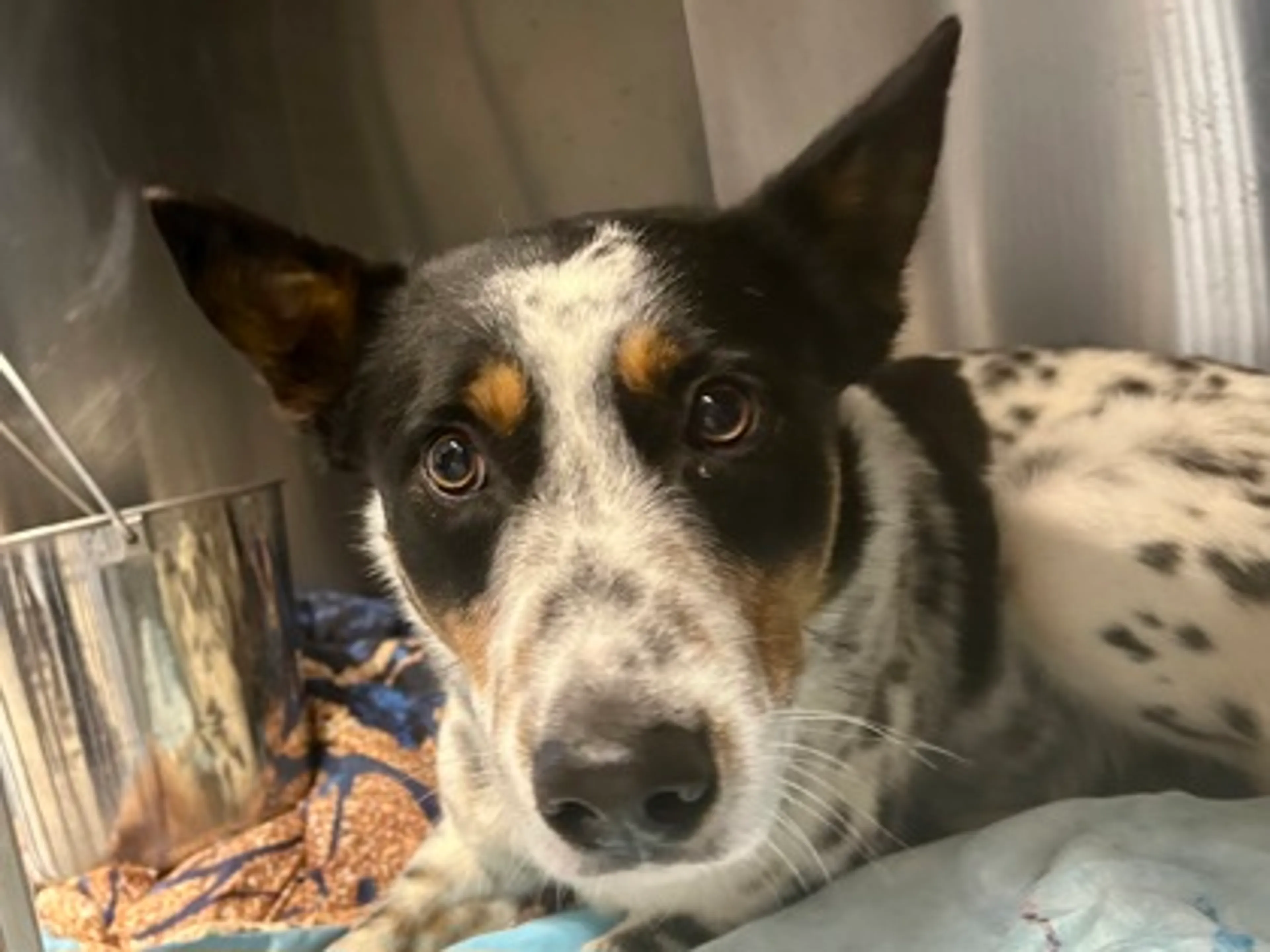 Found pet-2