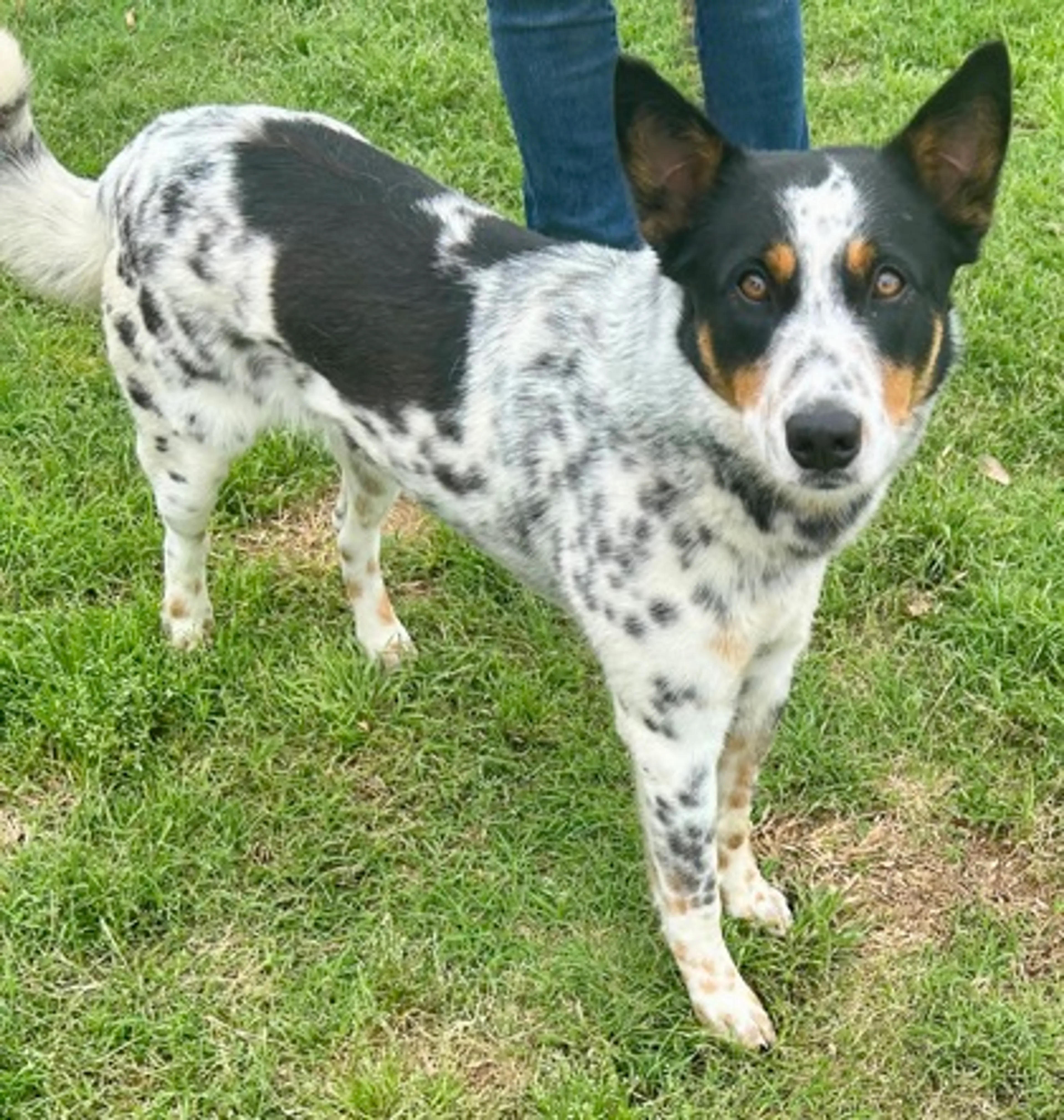 Found pet-1