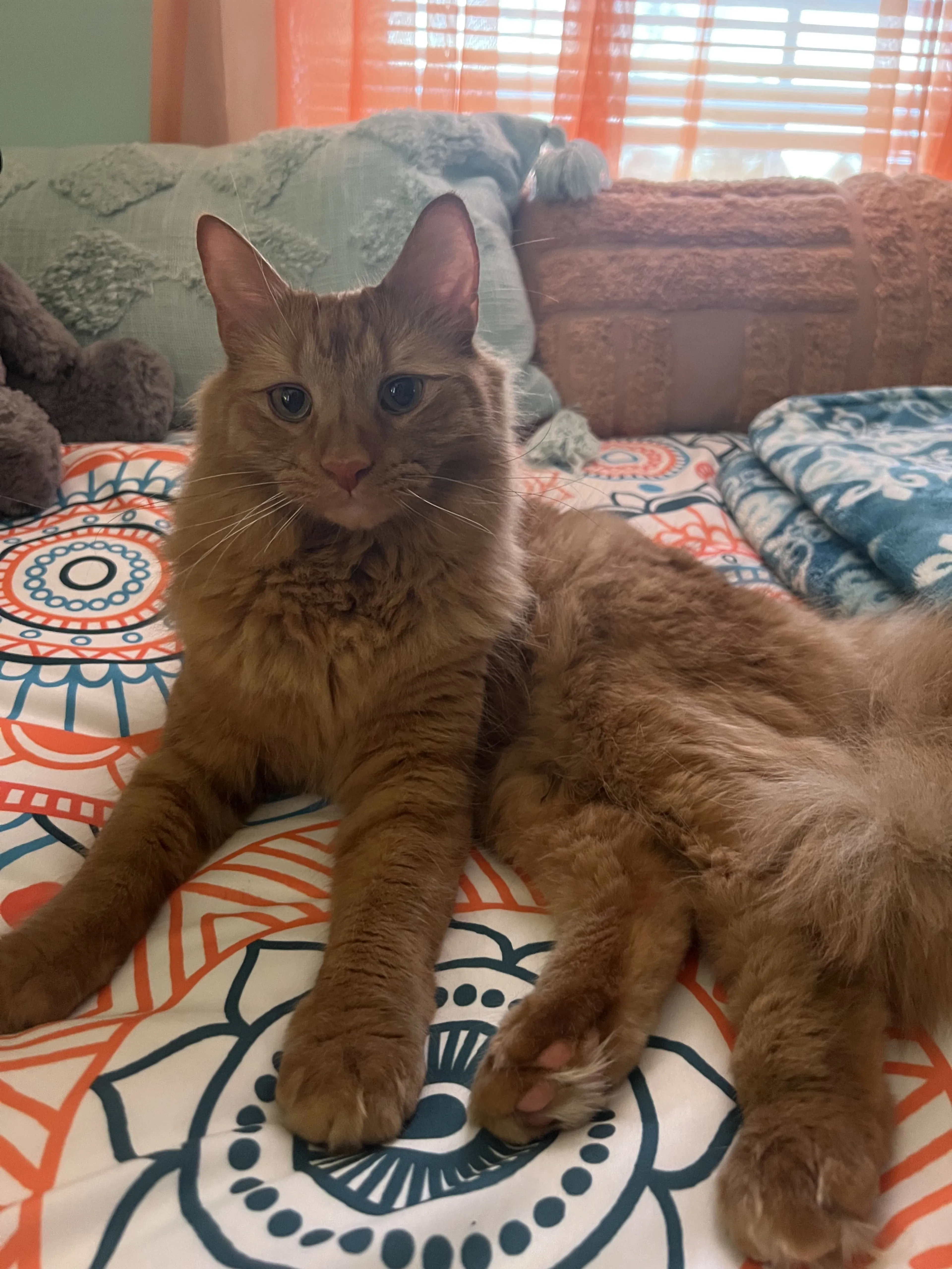 Lost pet