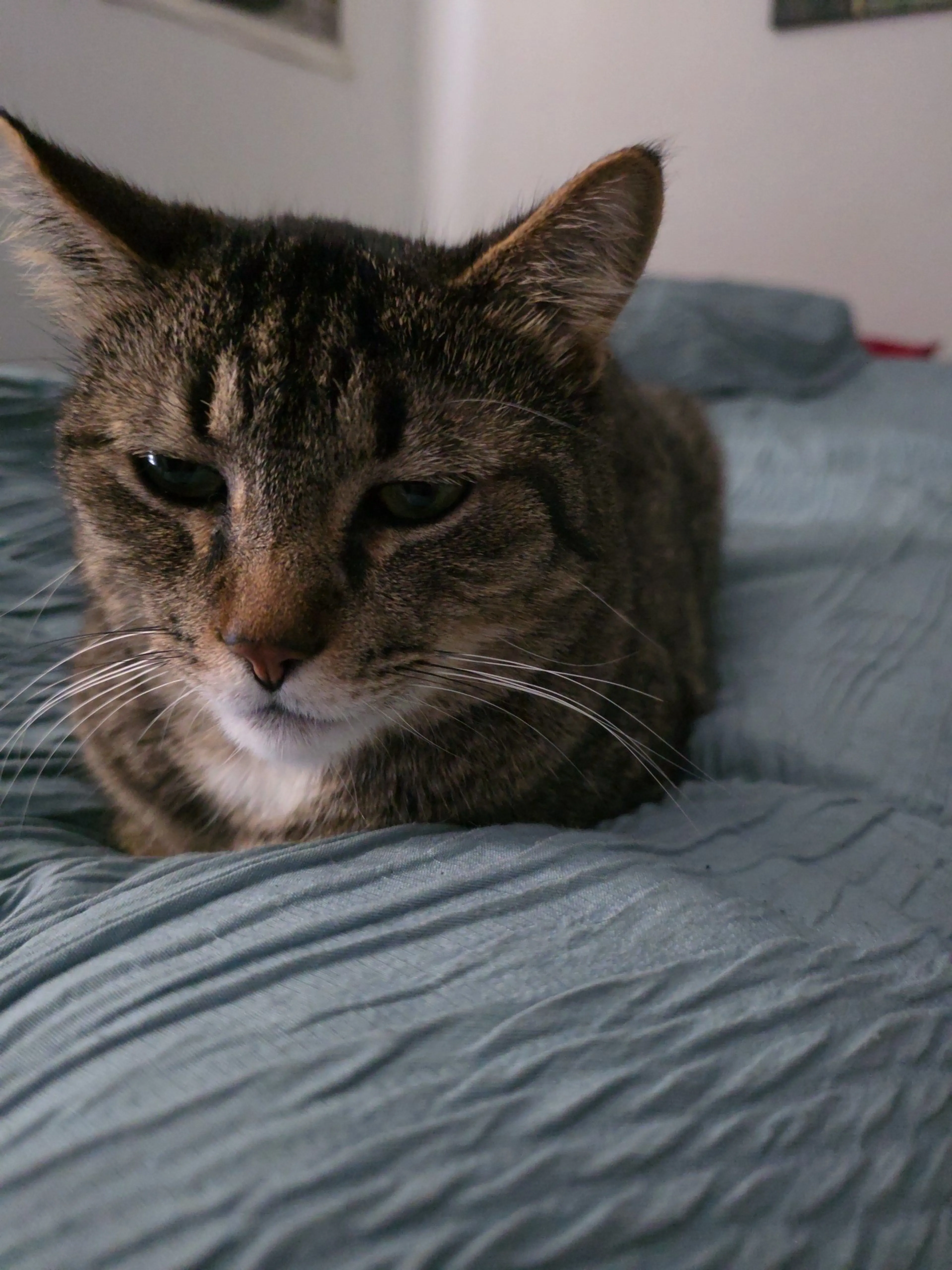 Lost pet