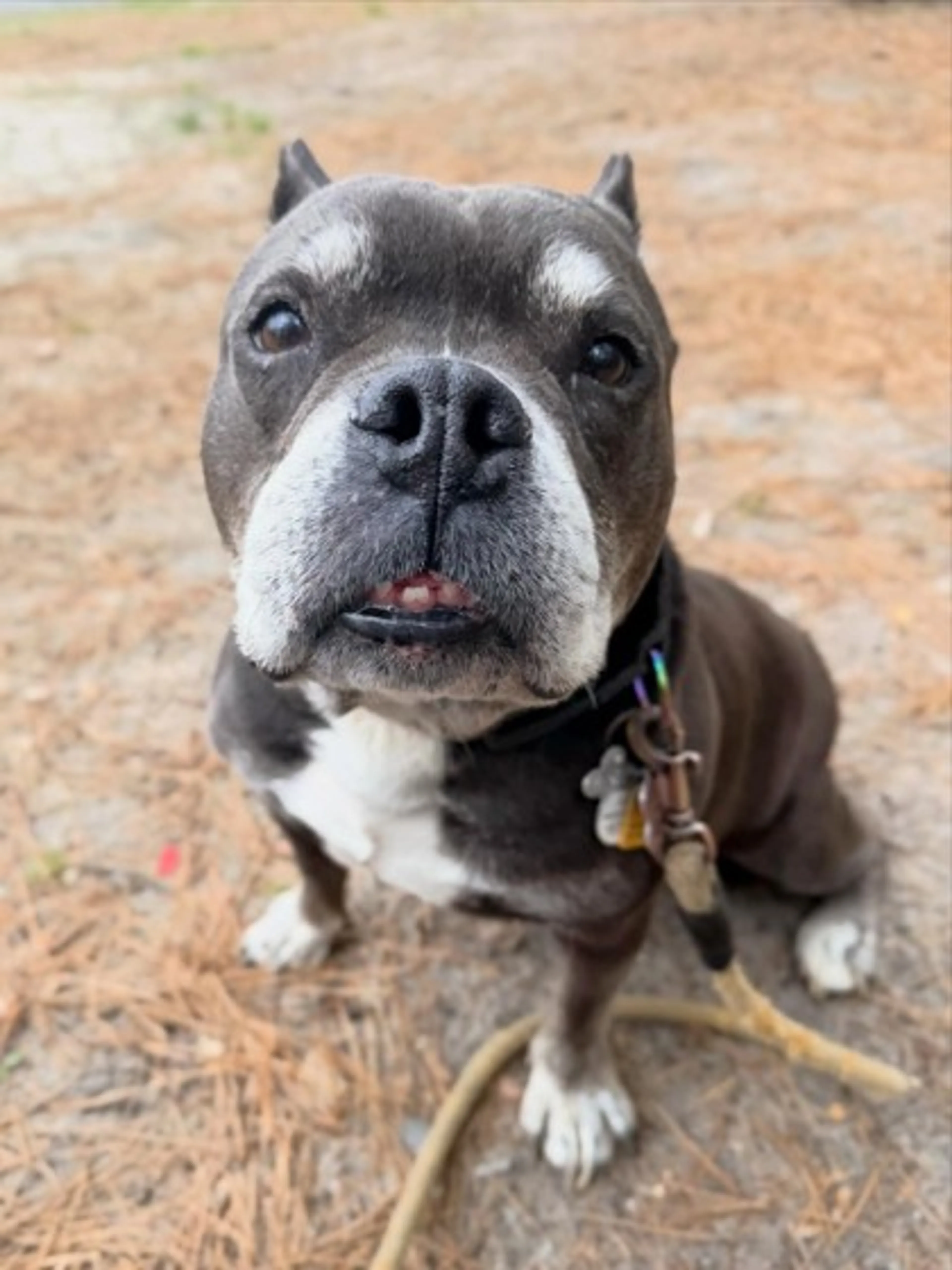 Found pet-2