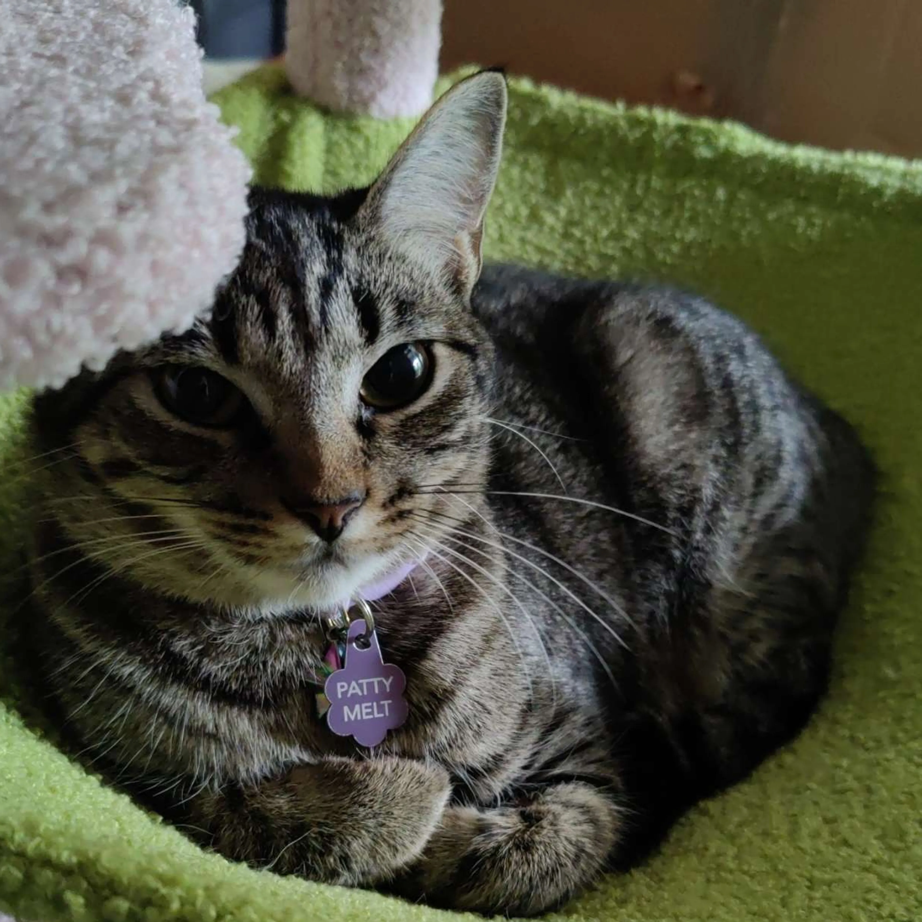 Lost pet-2