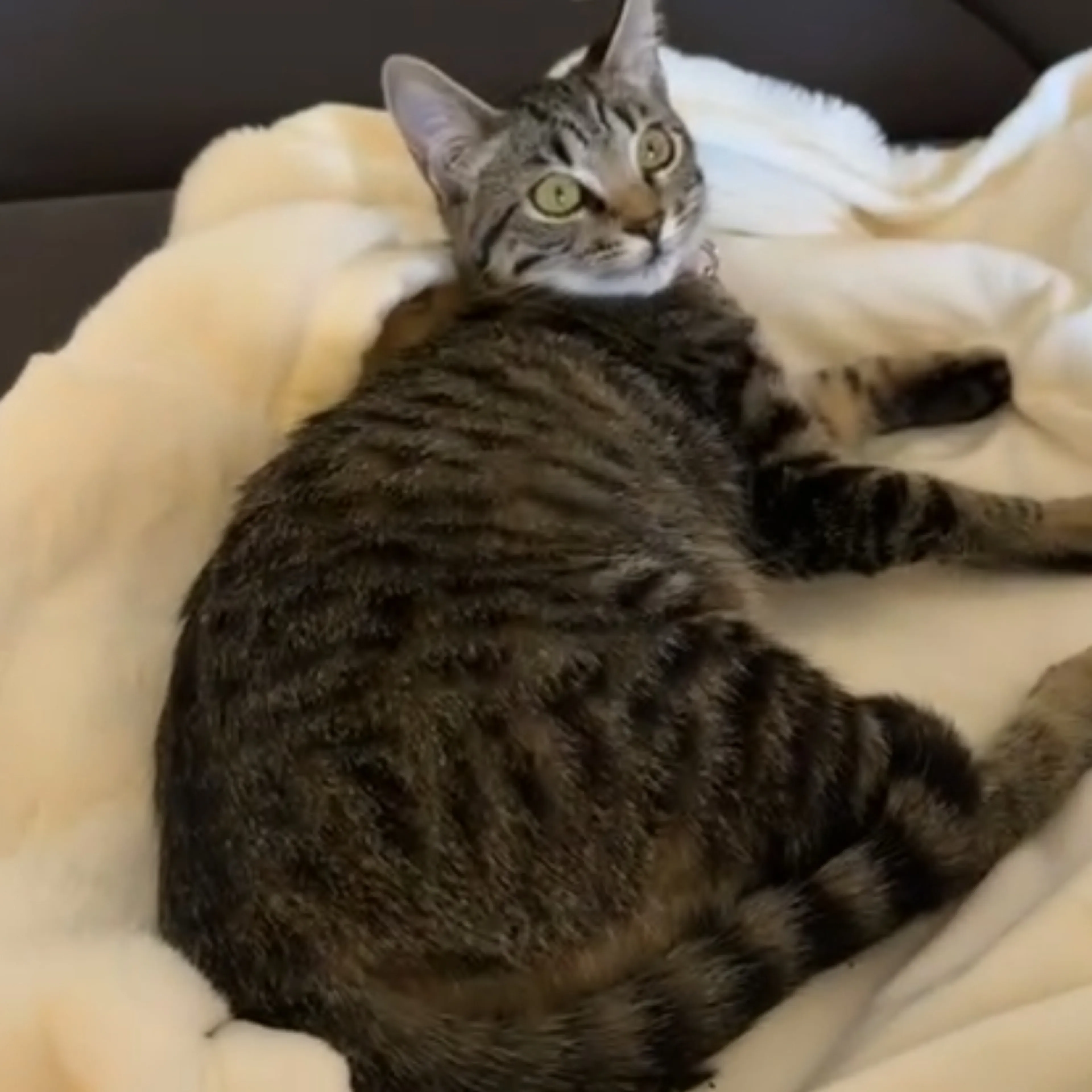 Lost pet-1
