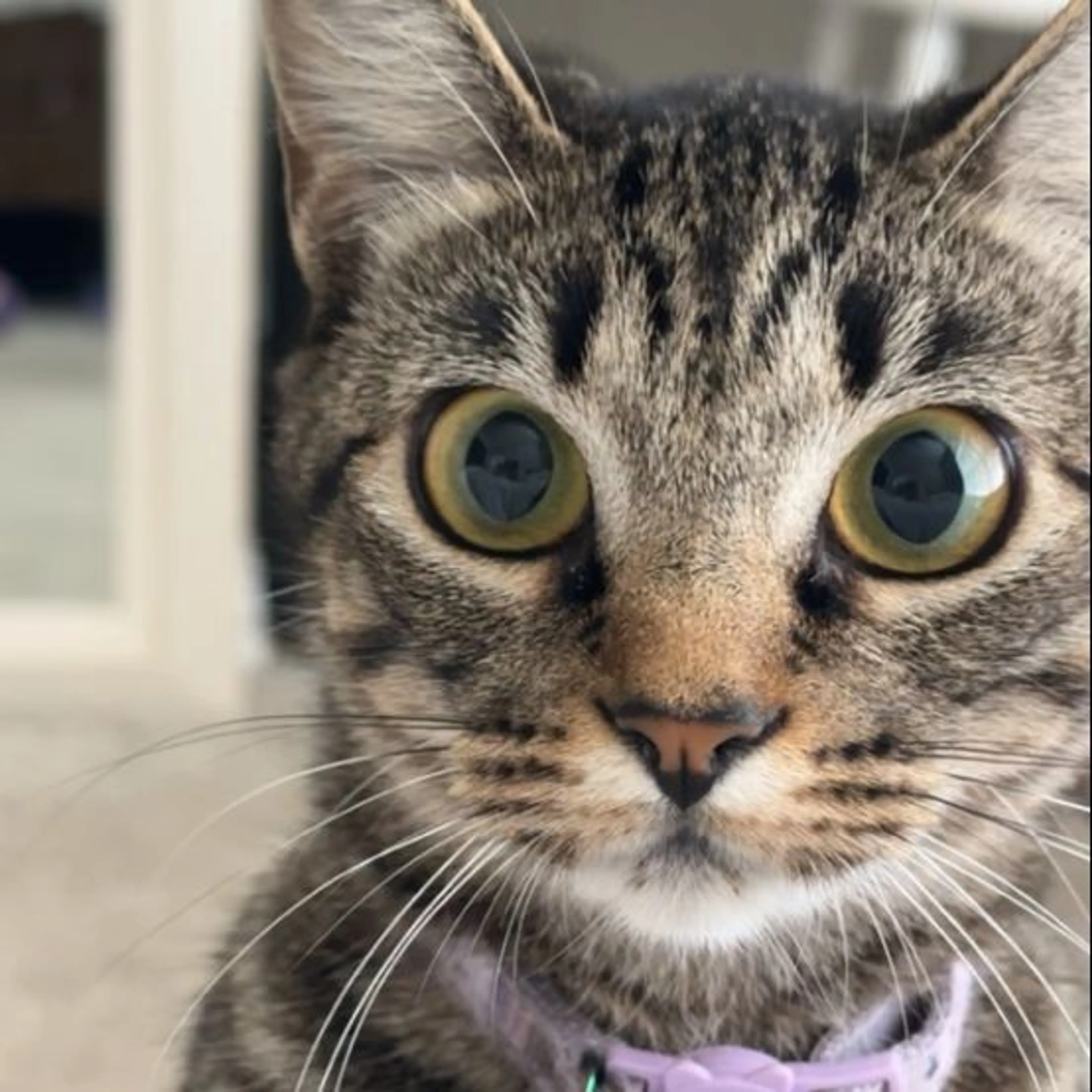 Lost pet-0