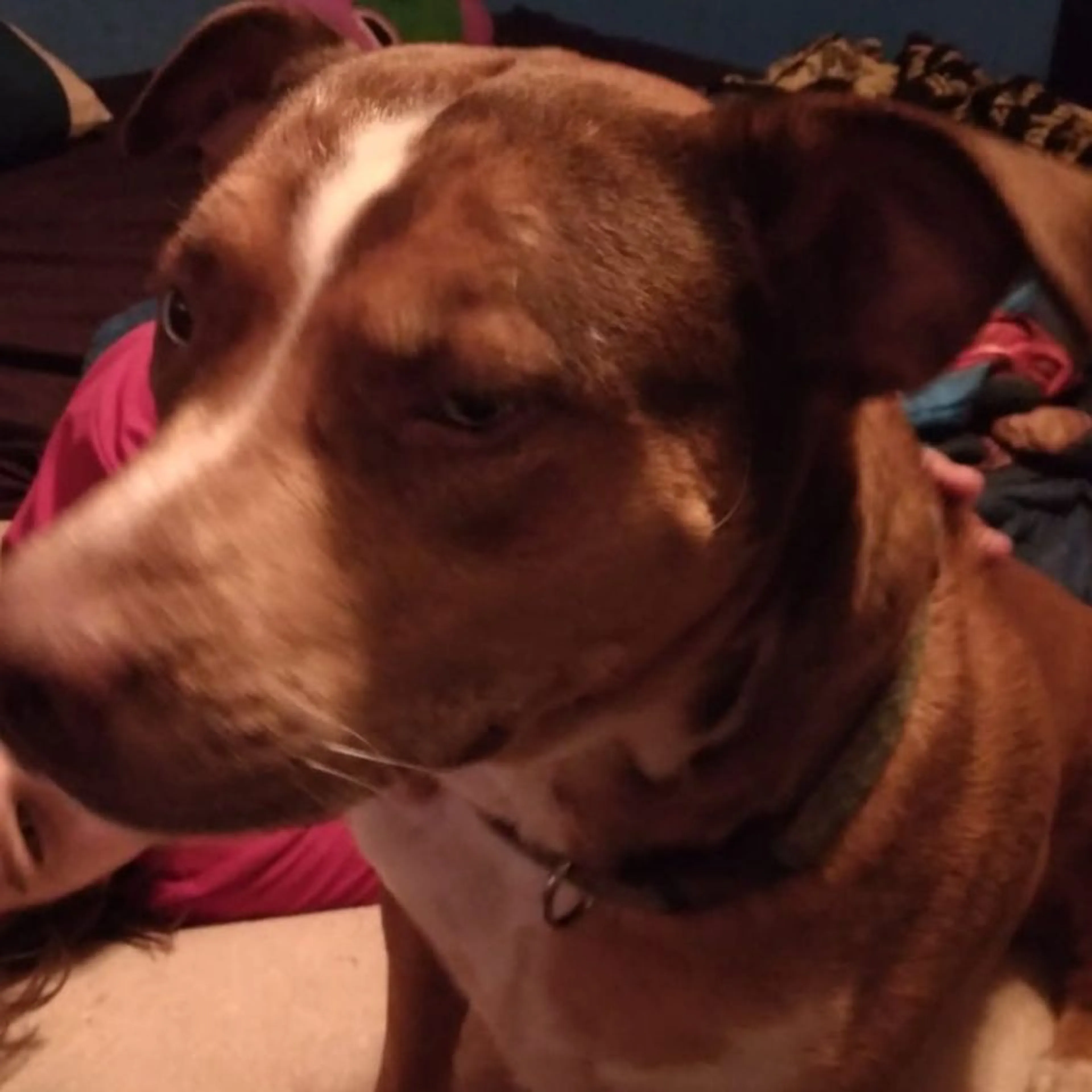 Lost pet