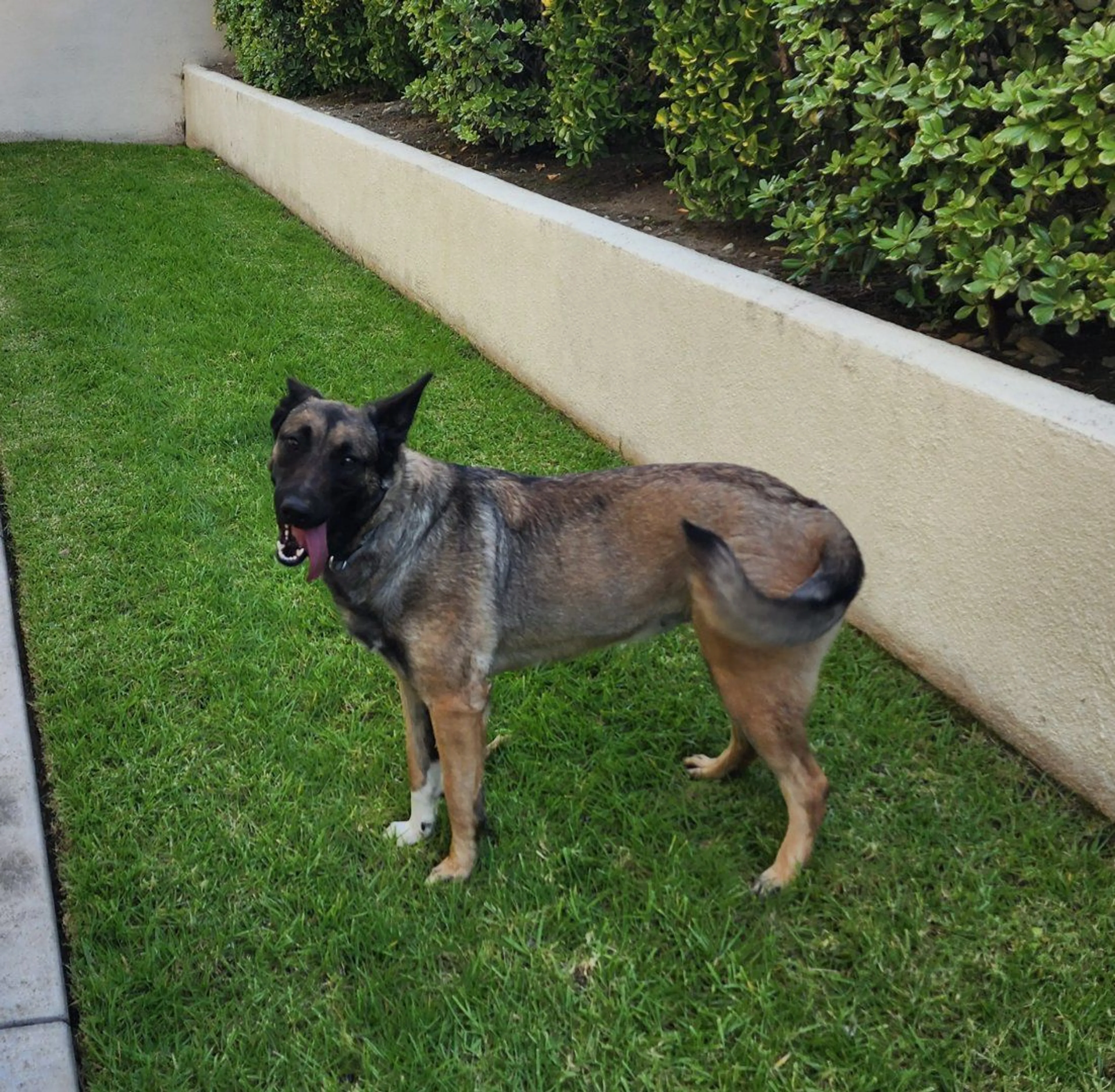 Lost pet