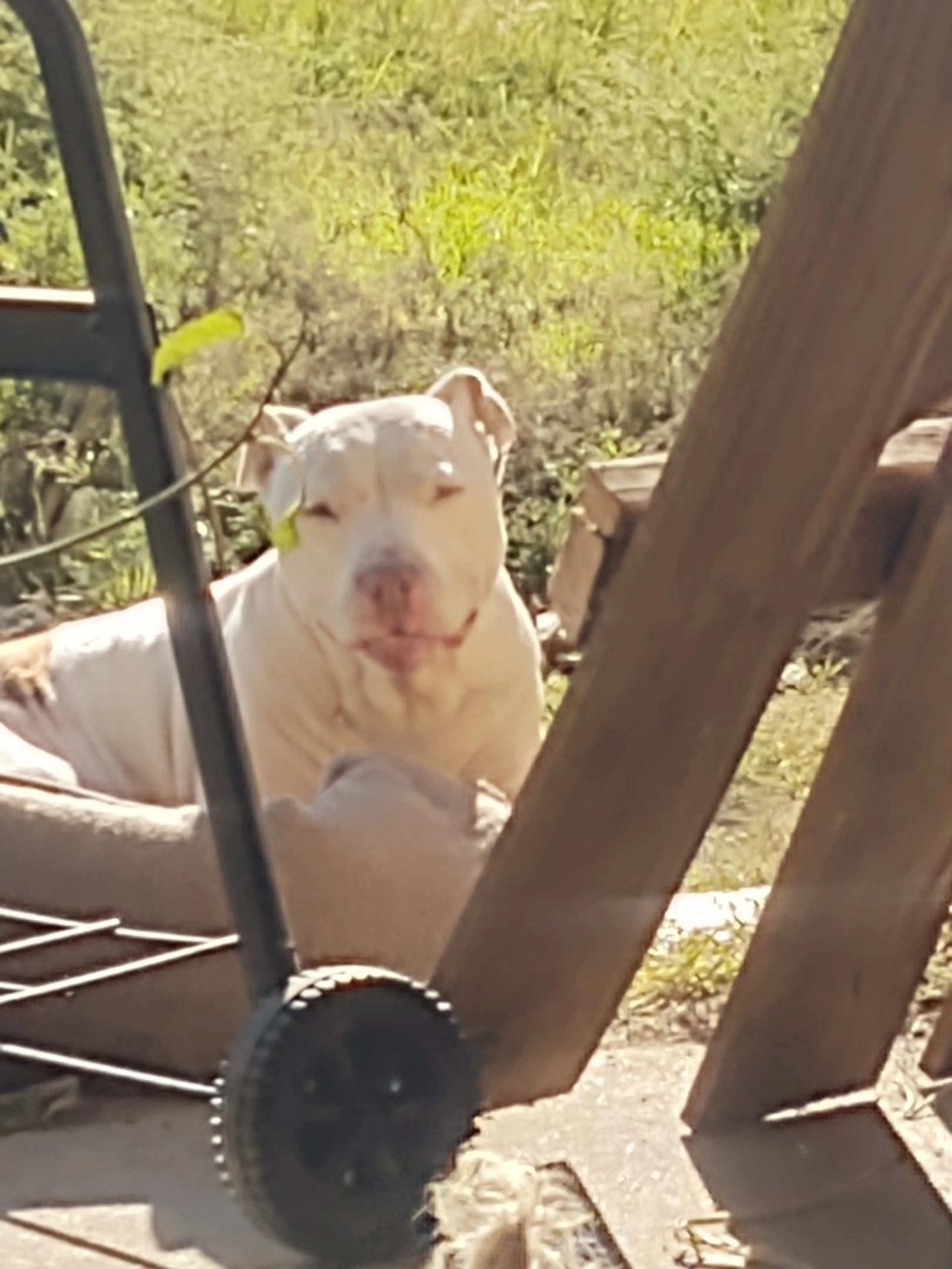 Lost pet-1