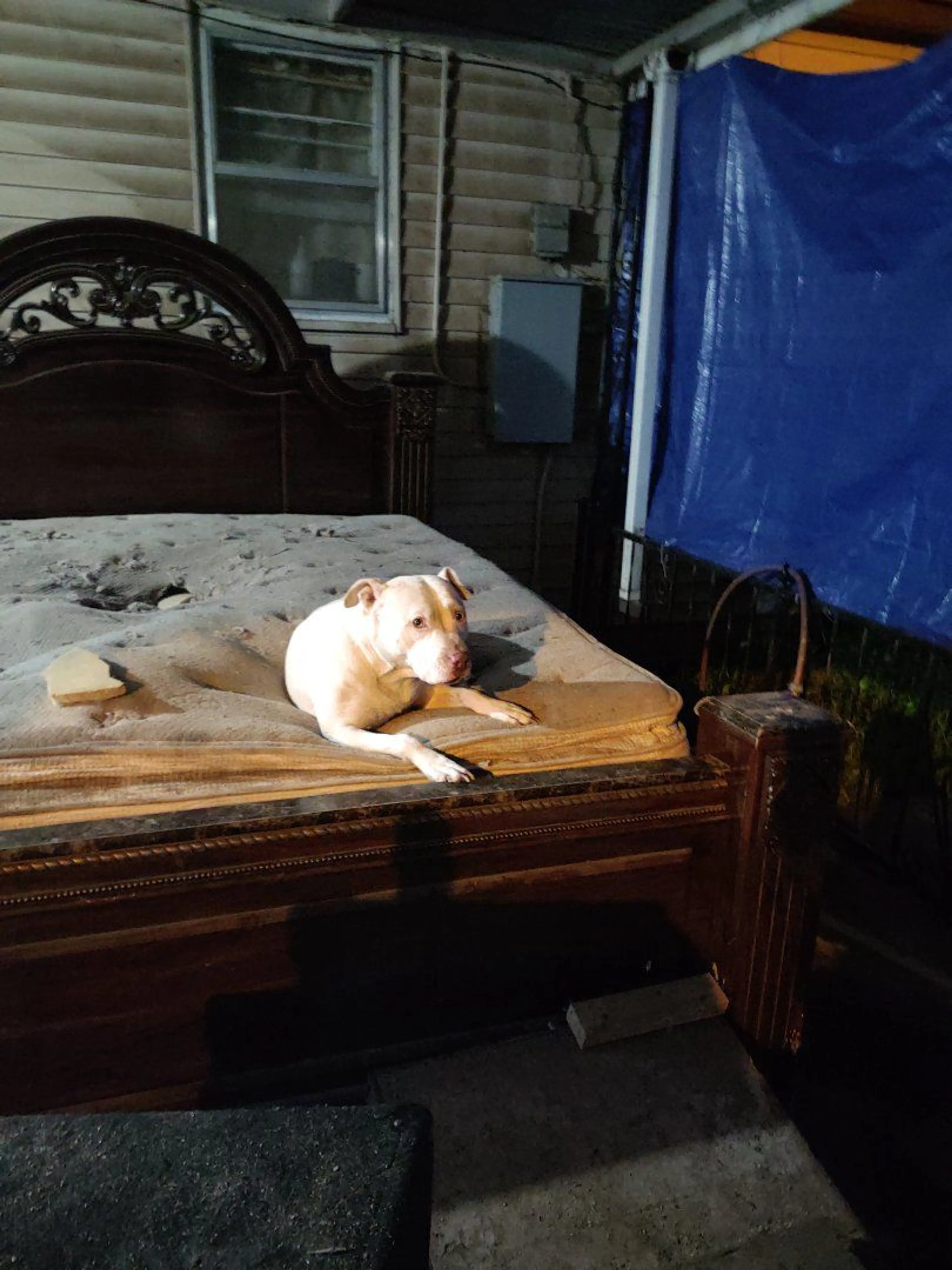 Lost pet-3