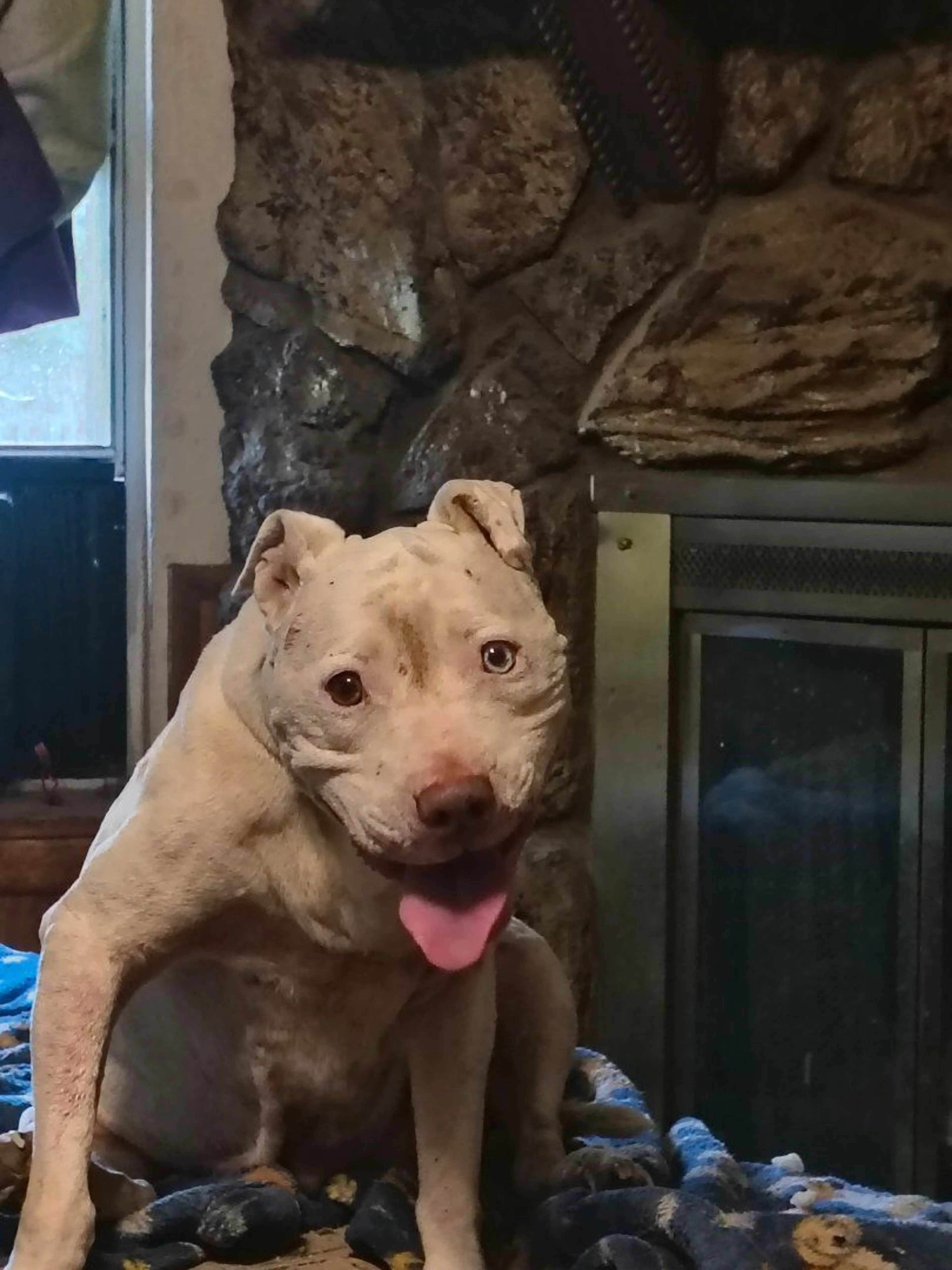 Lost pet-0