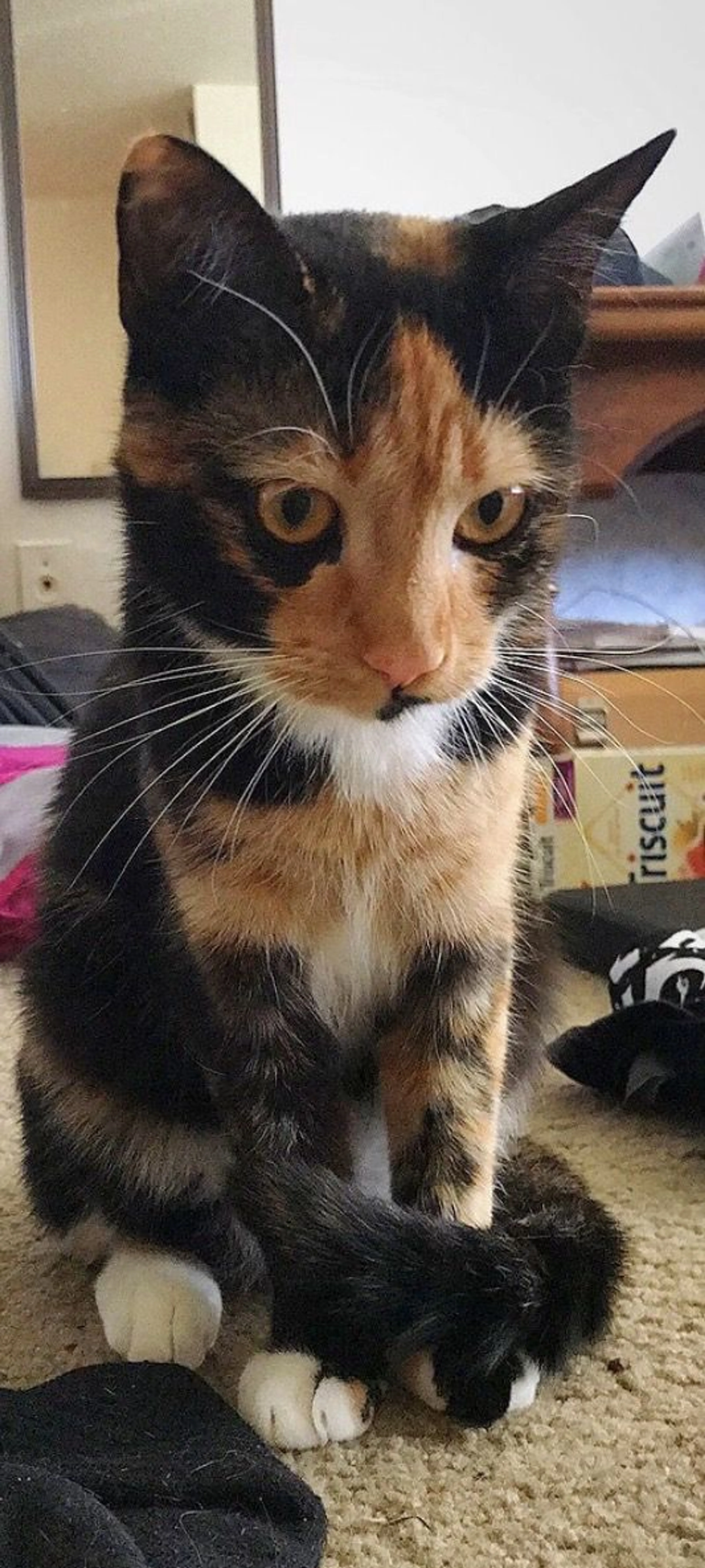 Lost pet-1