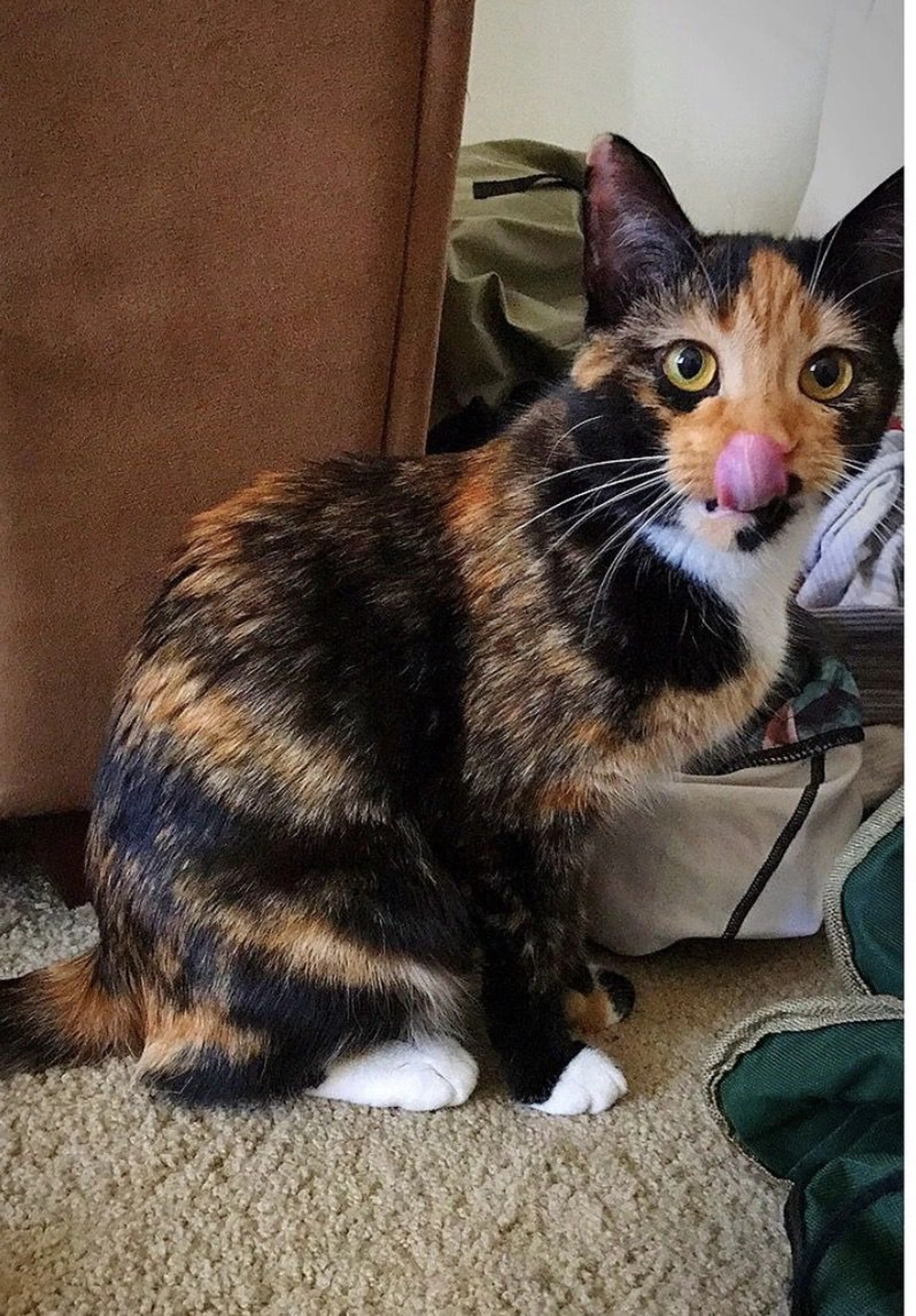Lost pet-0