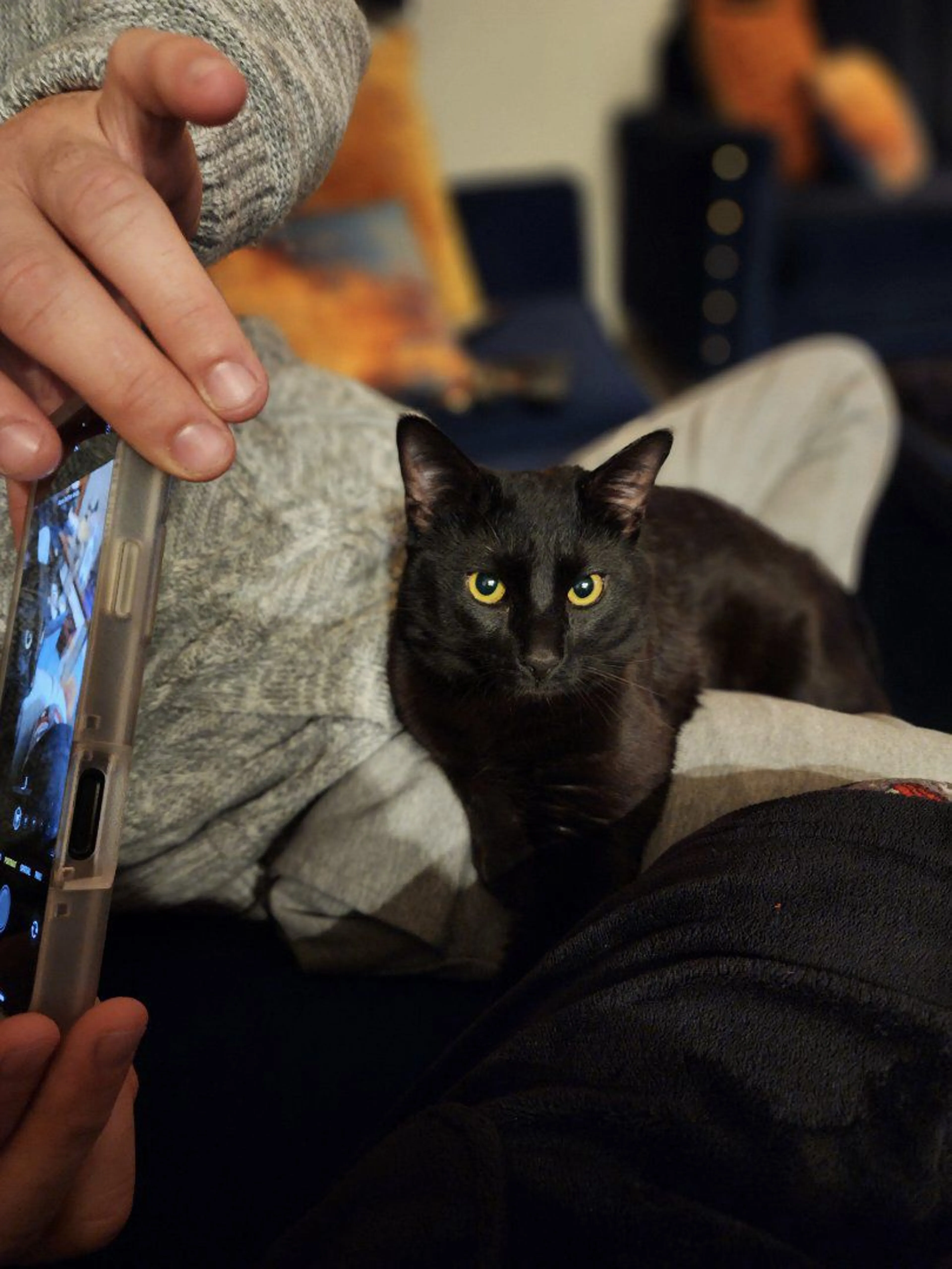 Lost pet-2