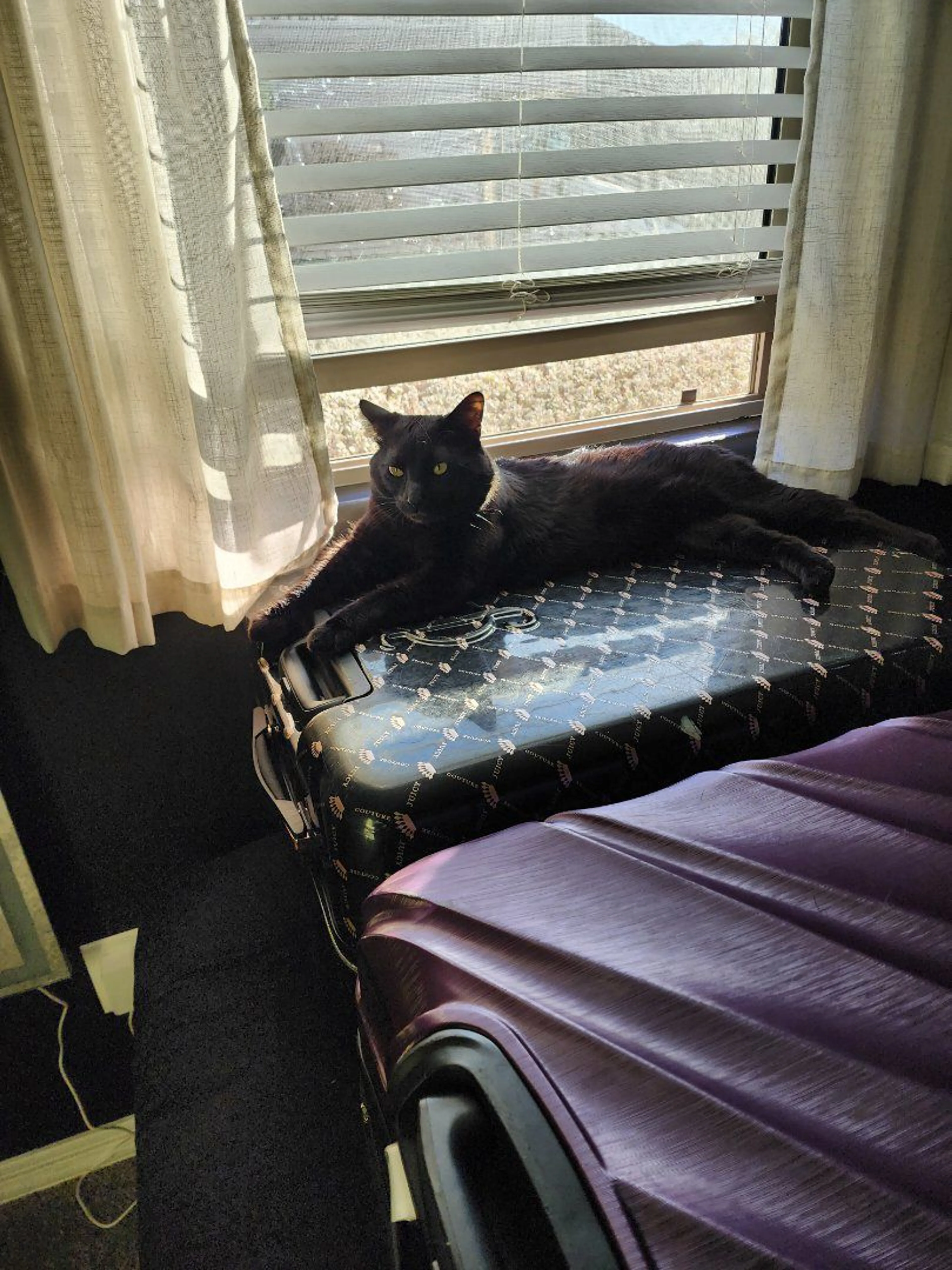 Lost pet-1