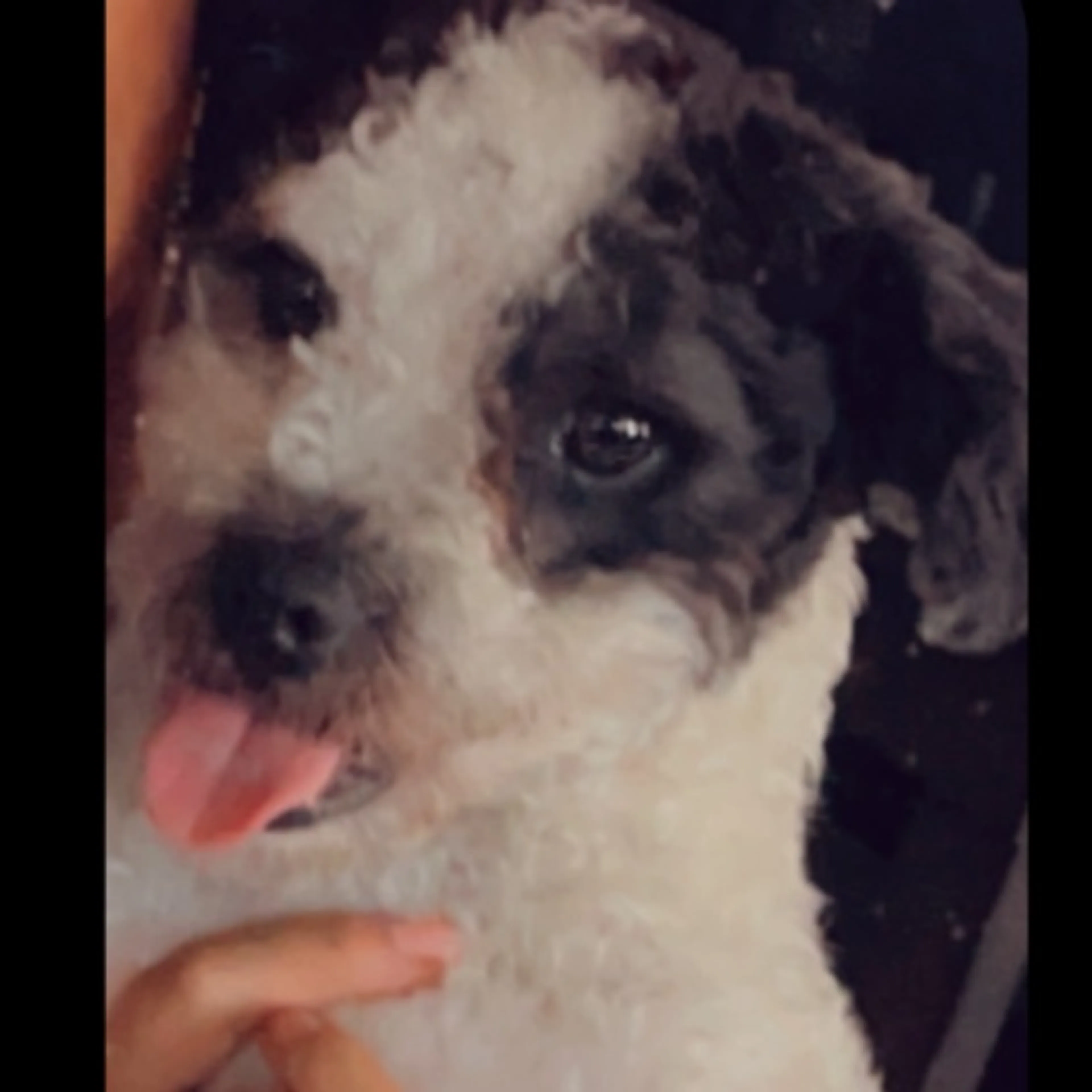 Lost pet-0