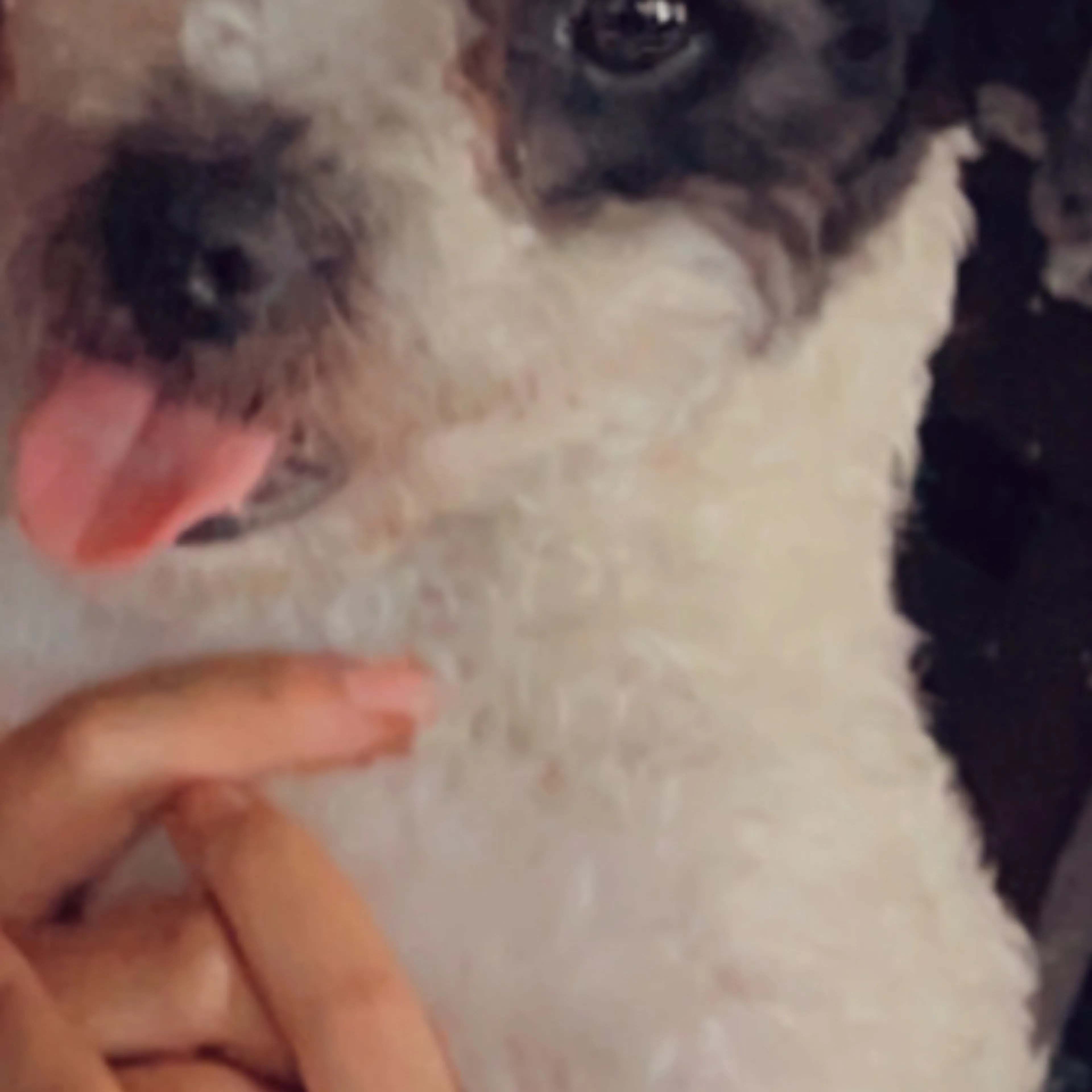 Lost pet-1