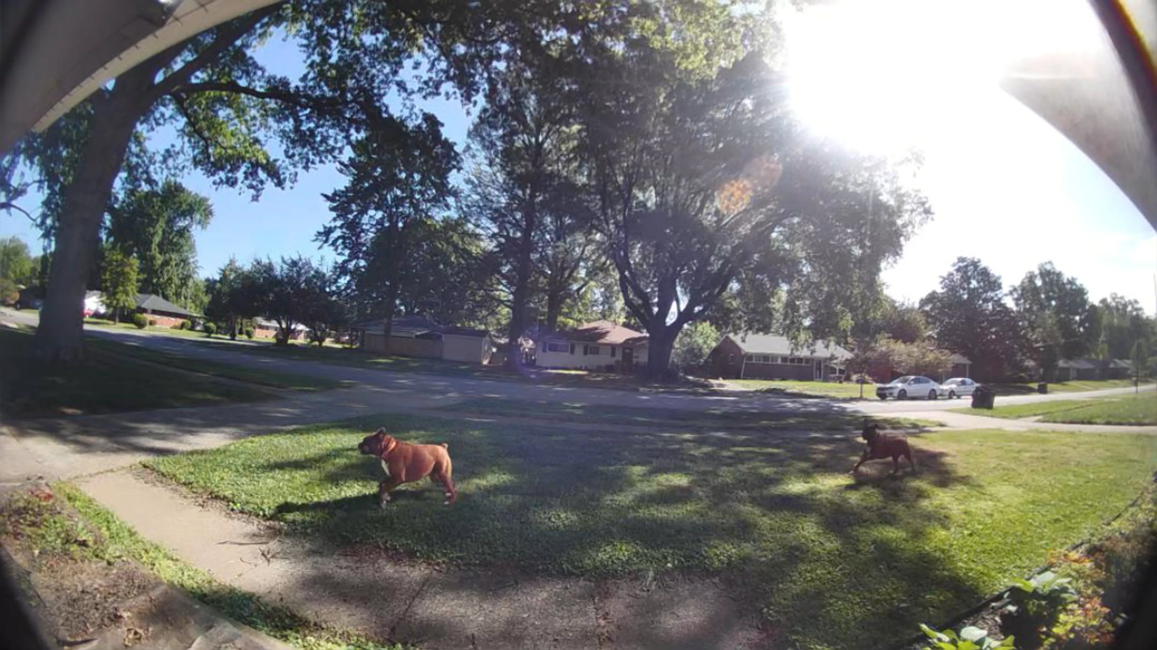 Lost pet