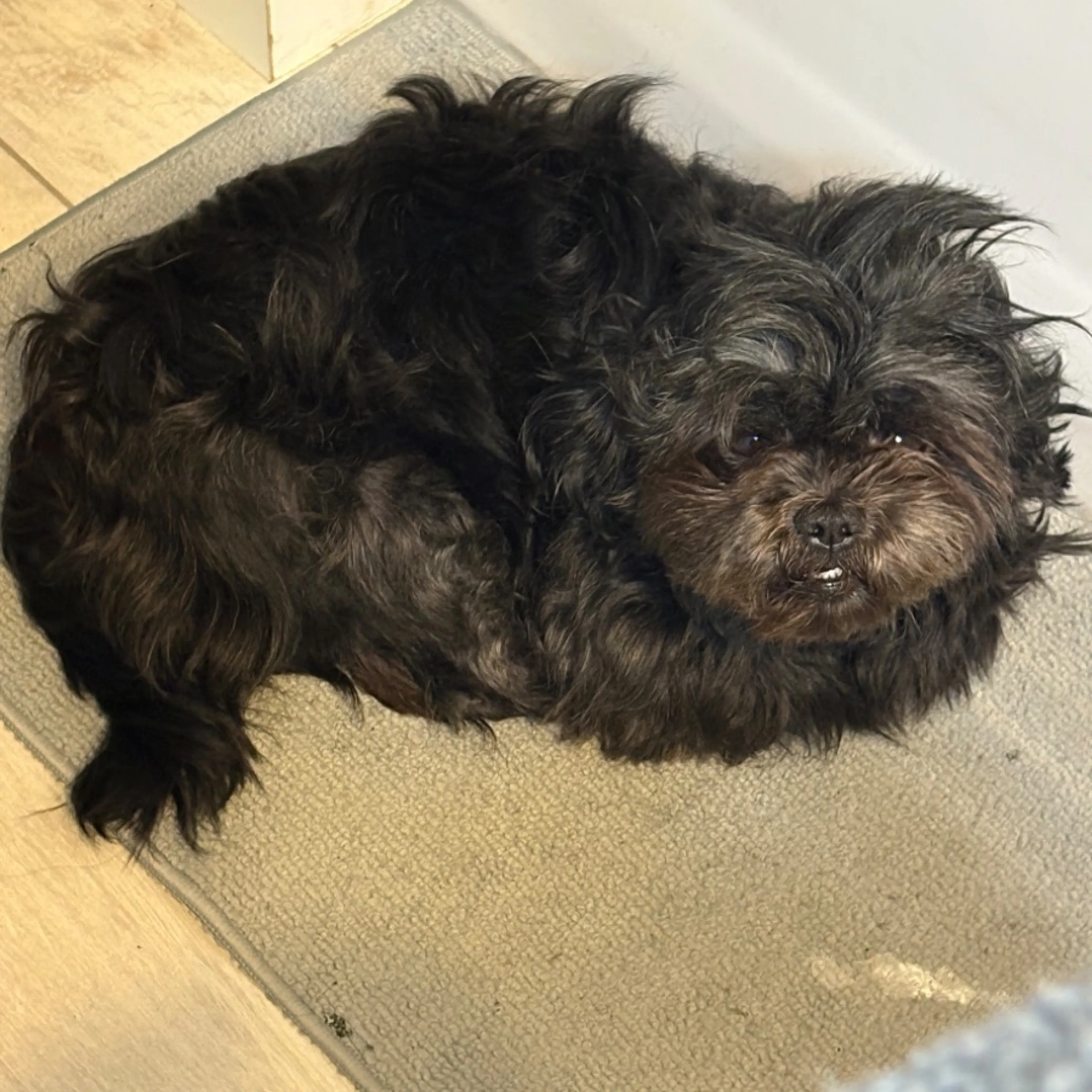 Lost pet