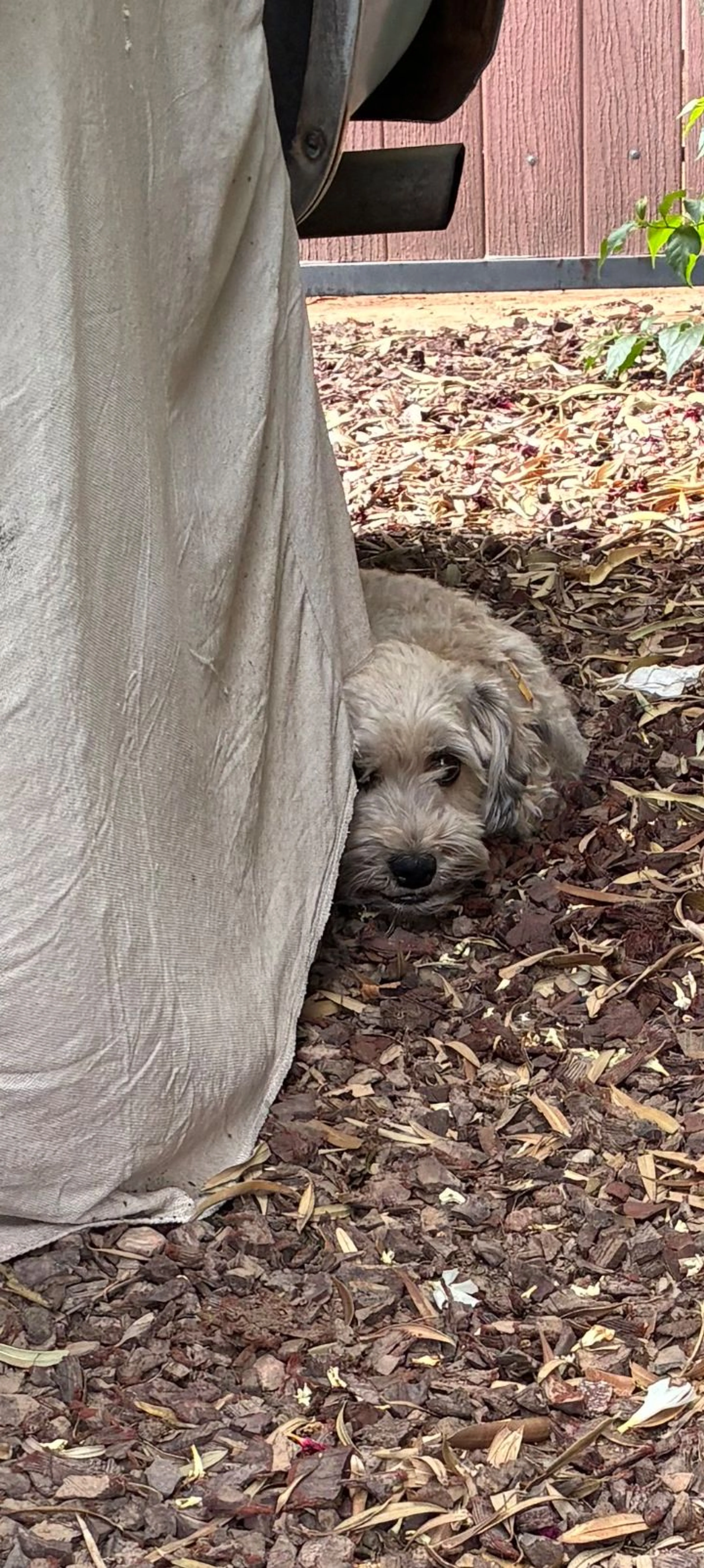 Lost pet-0