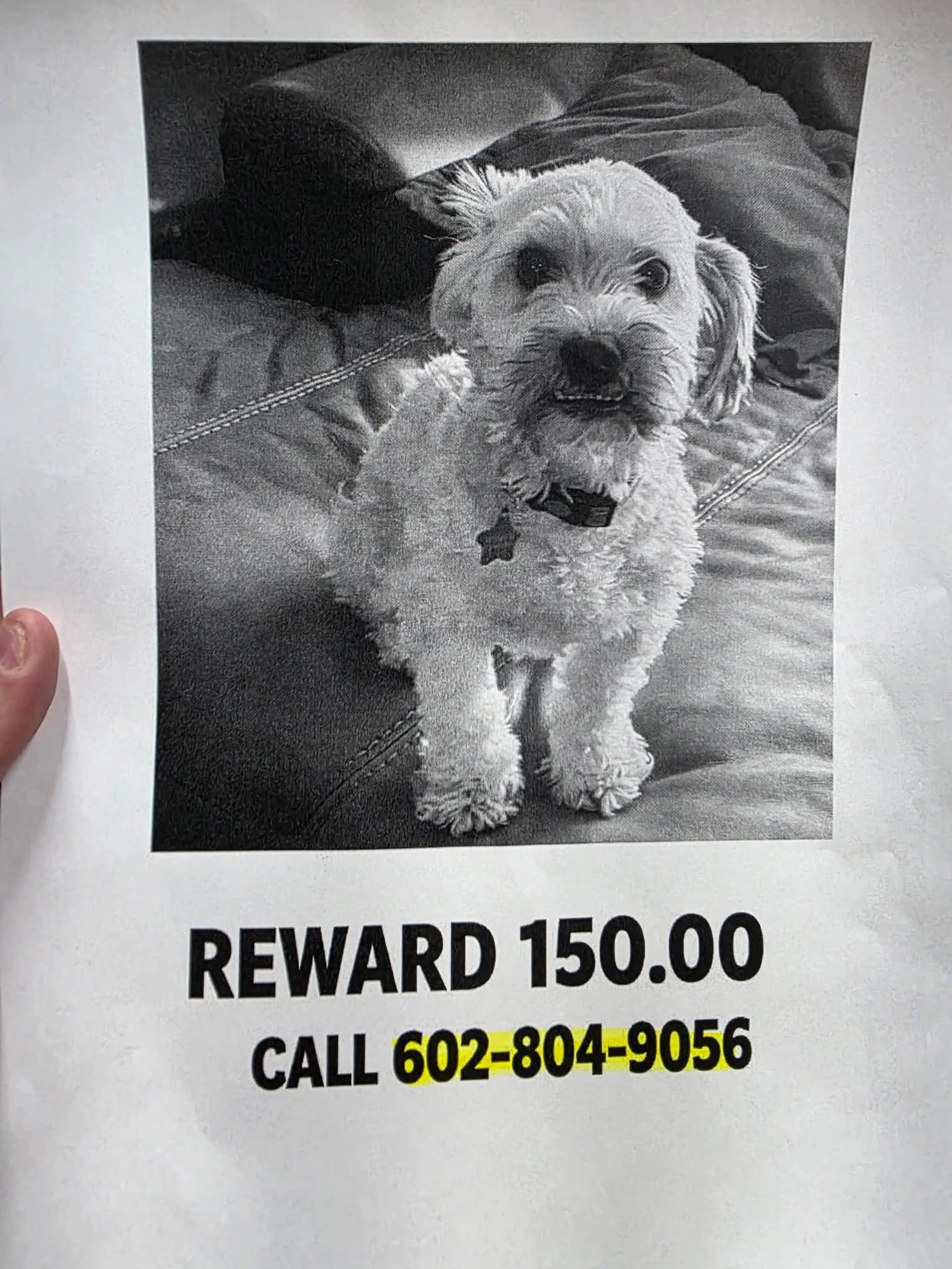 Lost pet-2