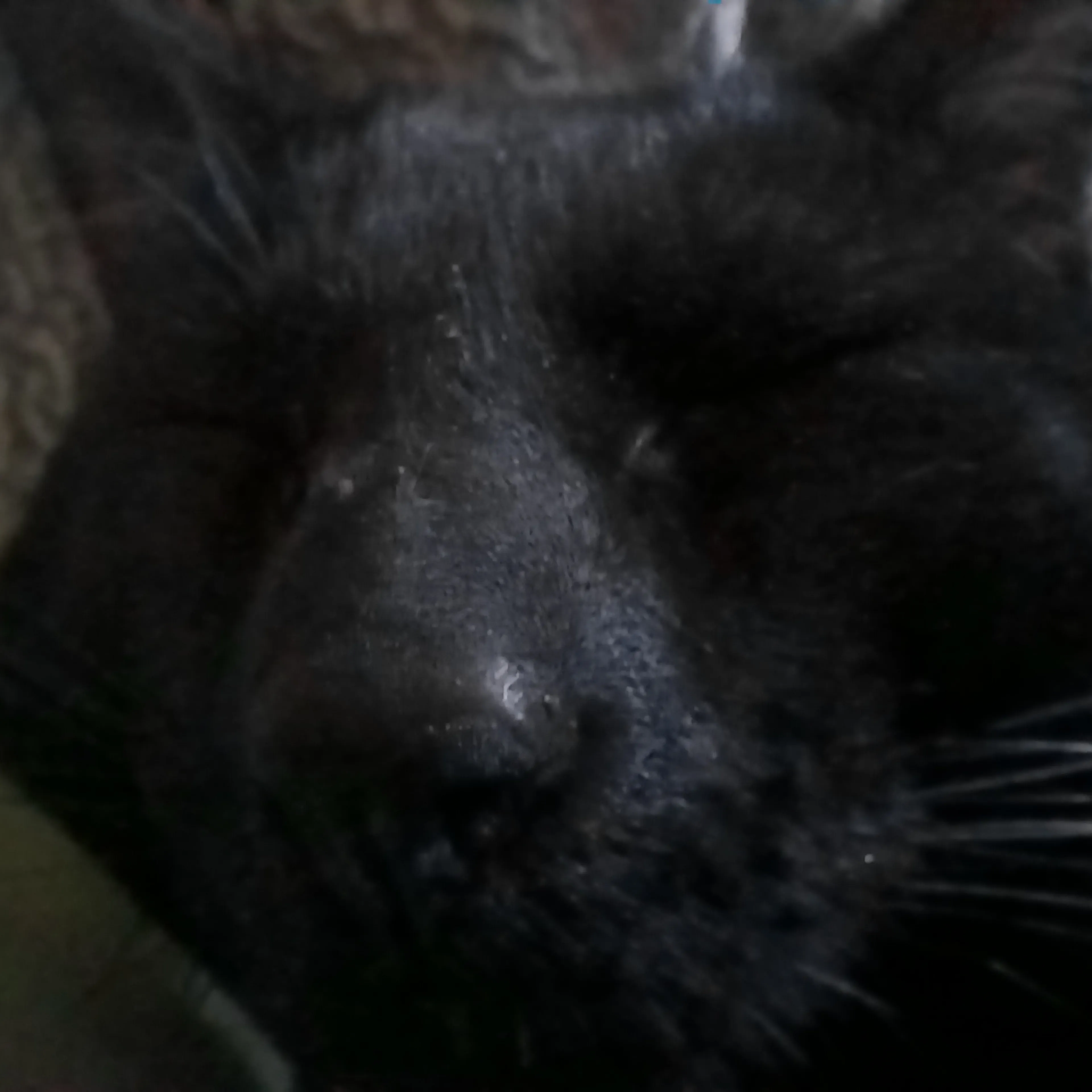 Lost pet-1