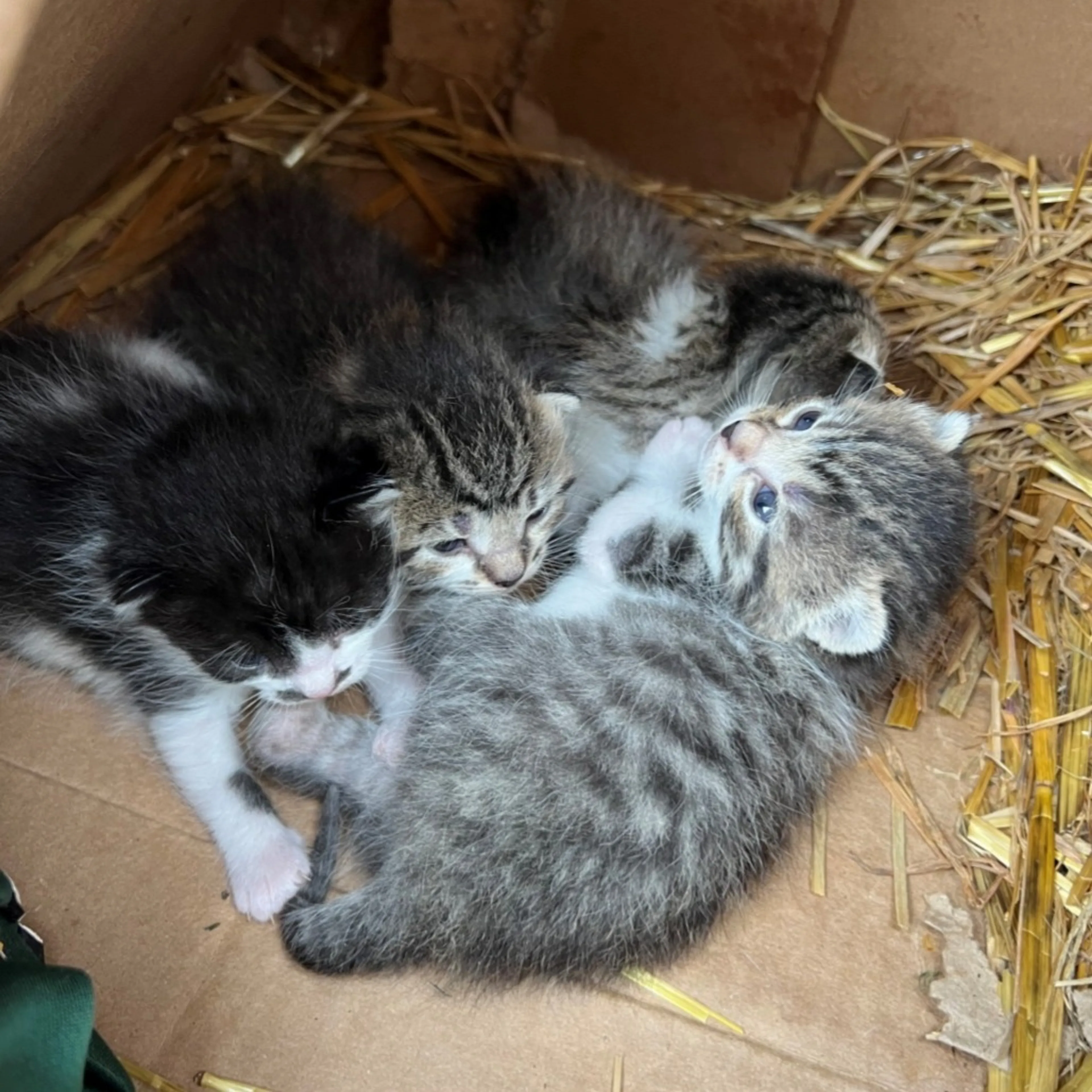 Found pet-1