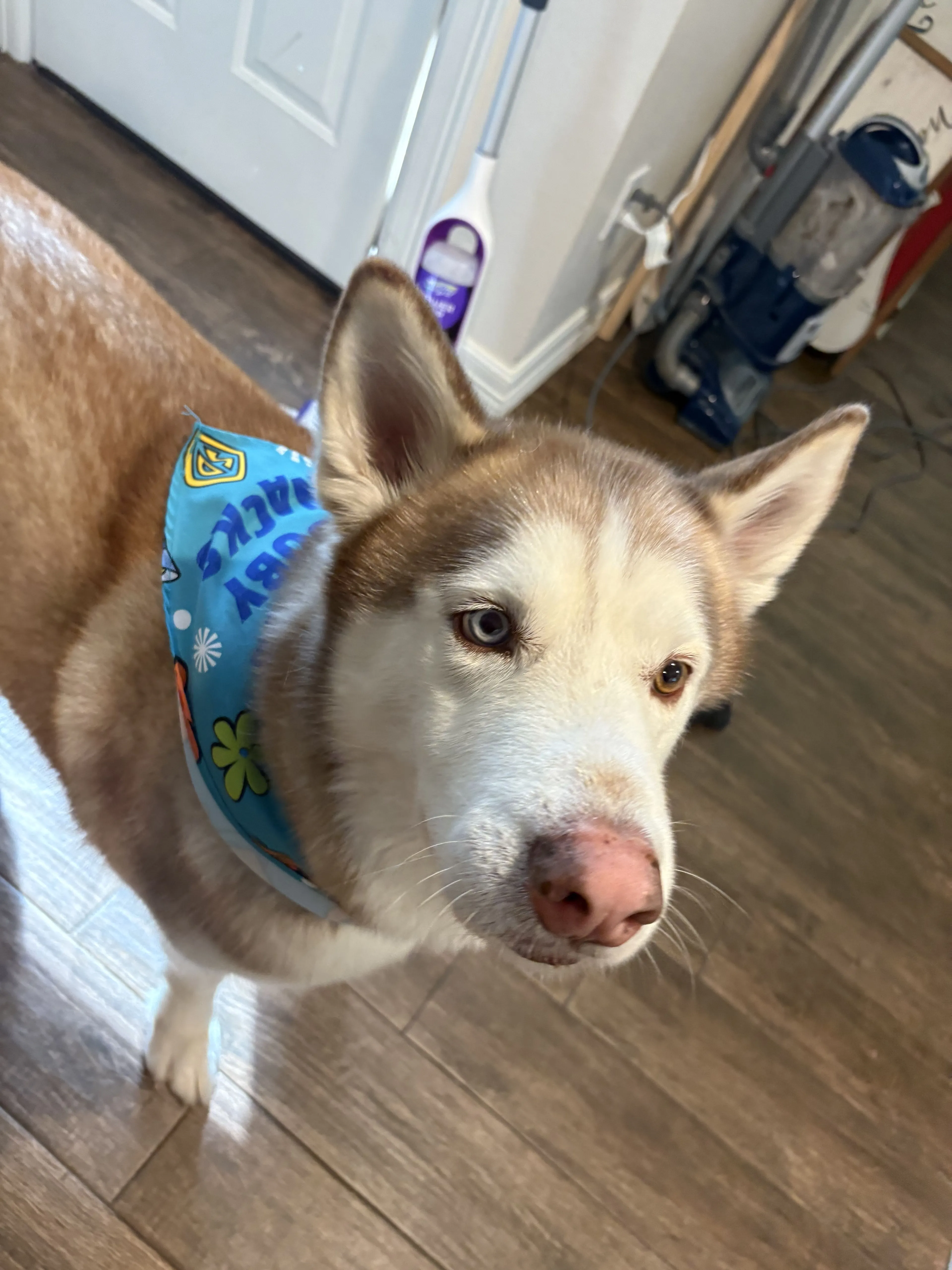 Lost pet