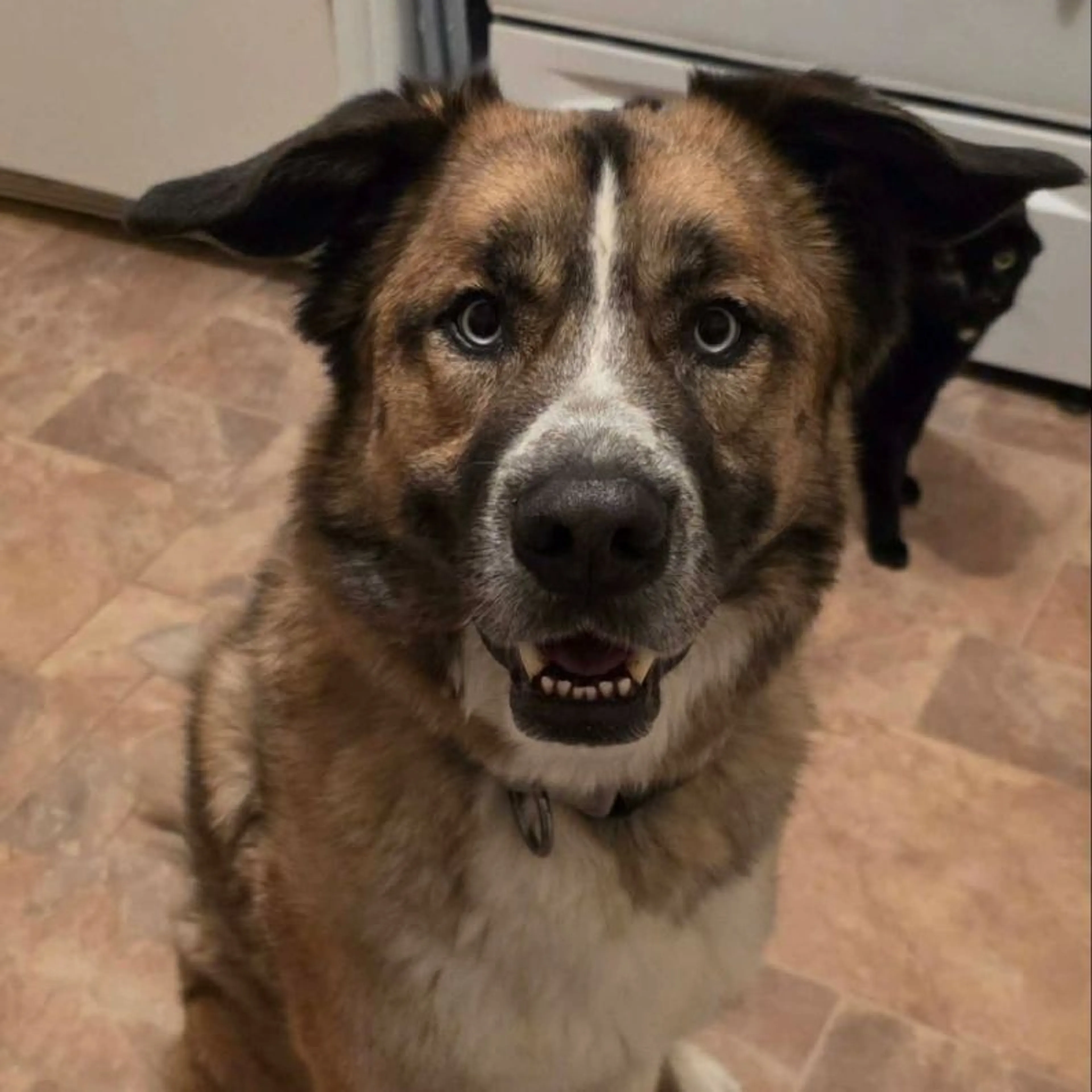 Found pet-0