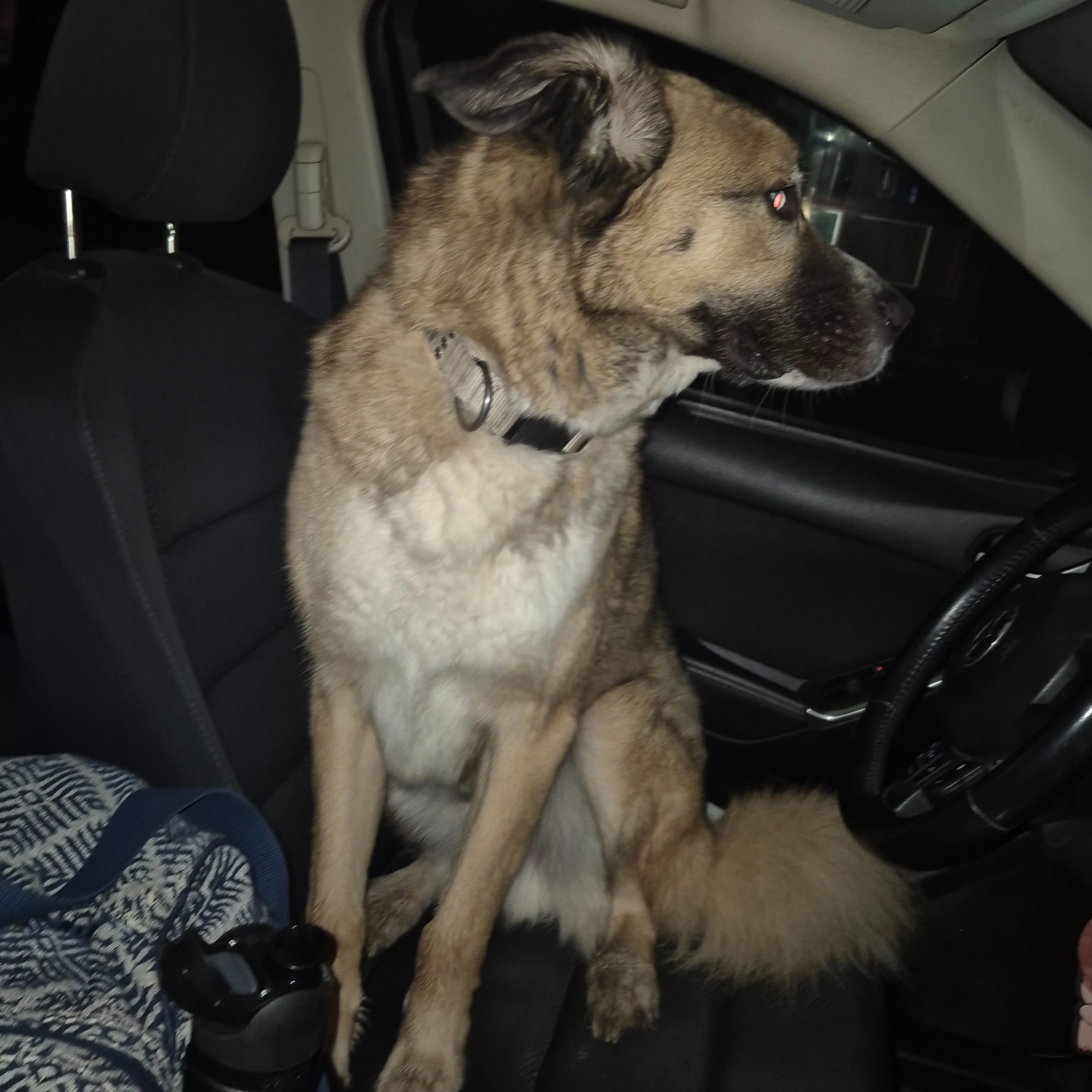Found pet-1