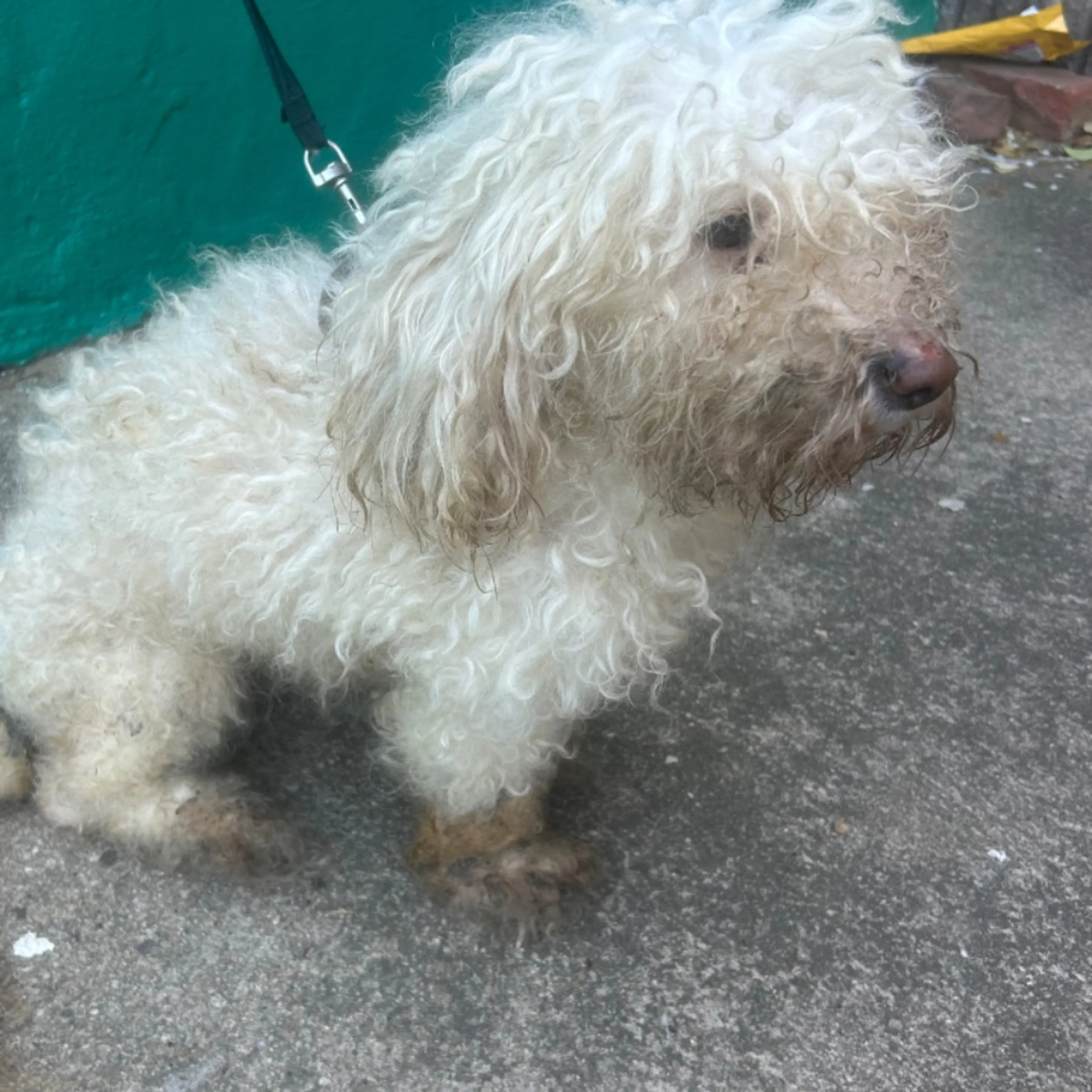 Found pet