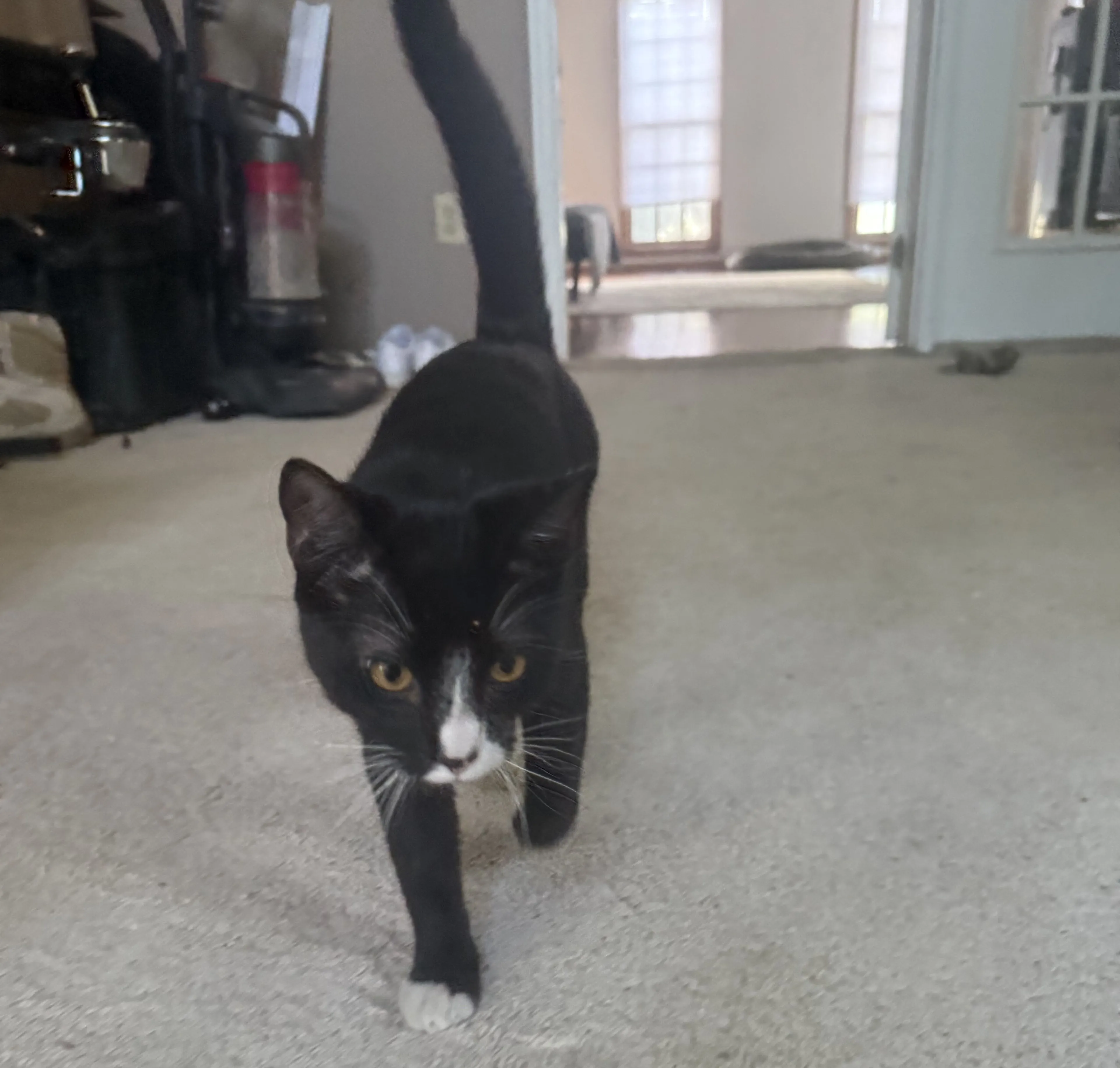 Lost pet-1