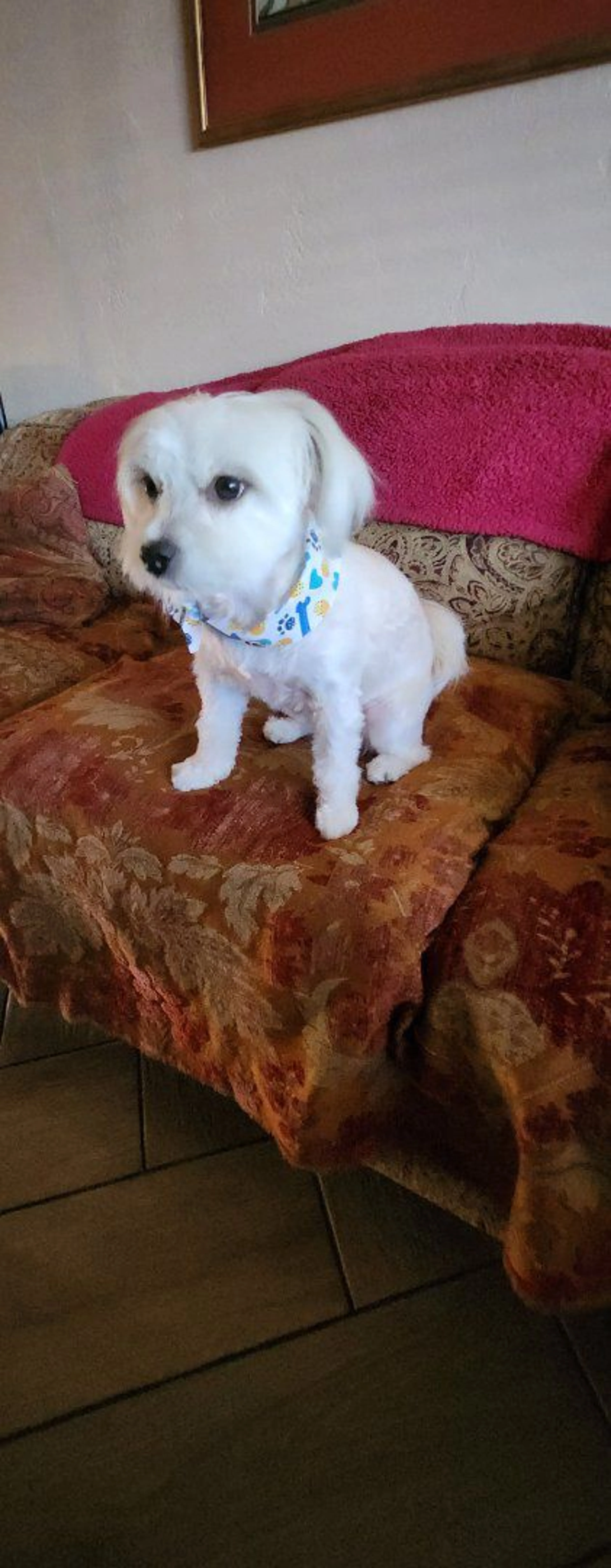 Lost pet-4