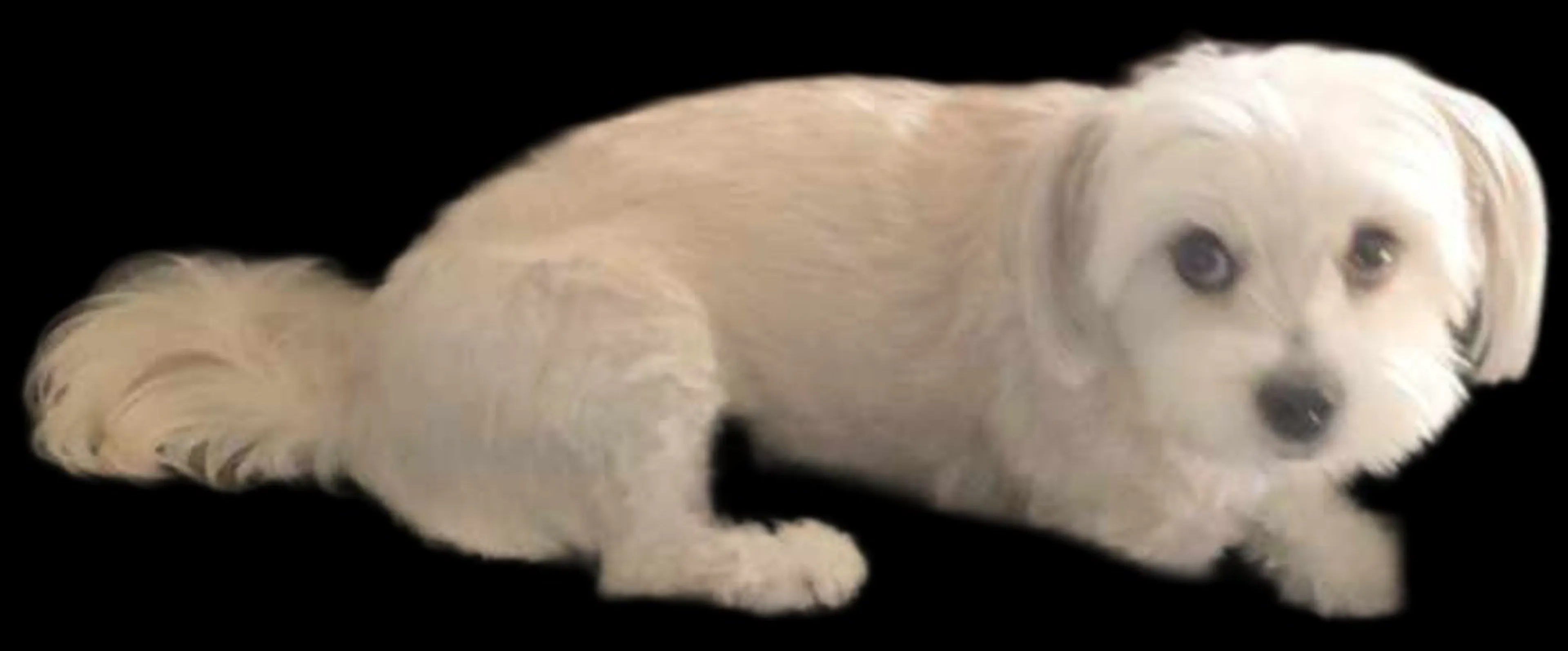 Lost pet-0