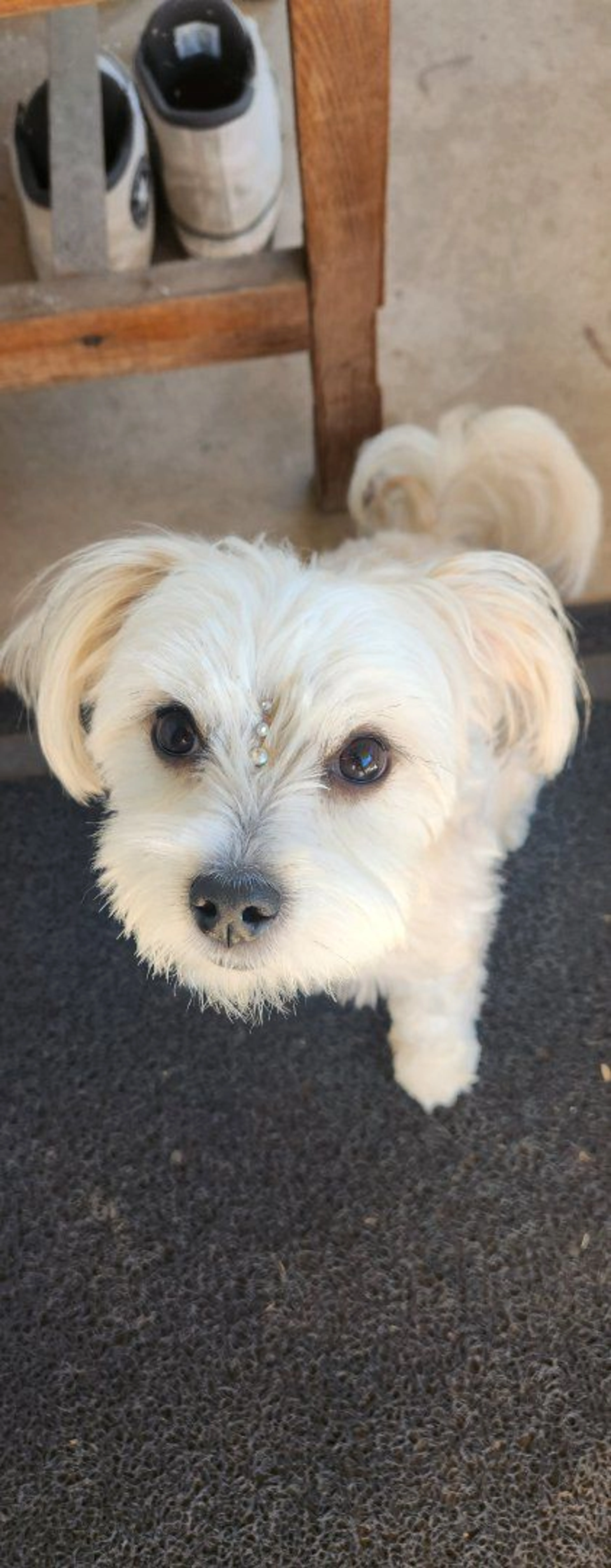Lost pet-3