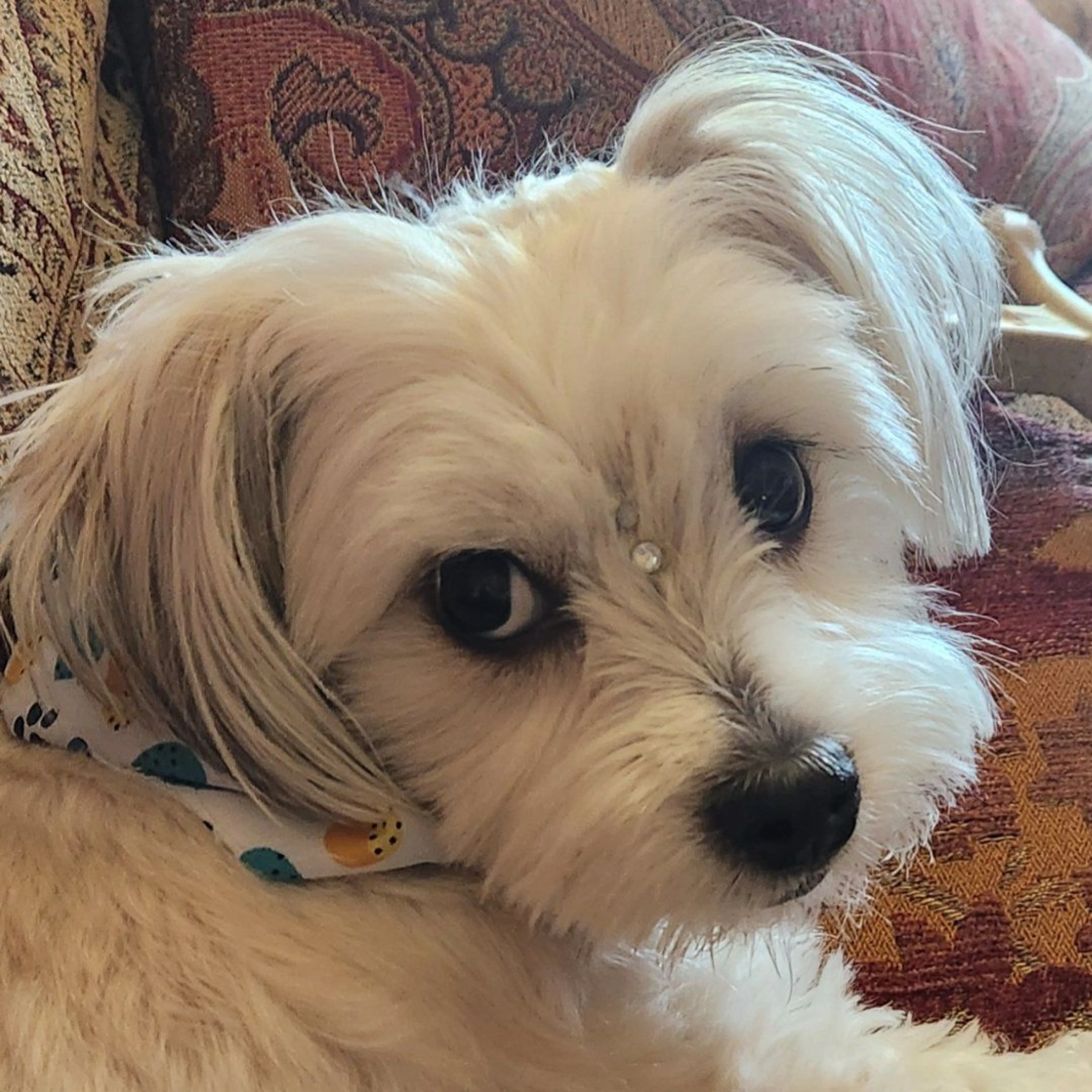 Lost pet-2