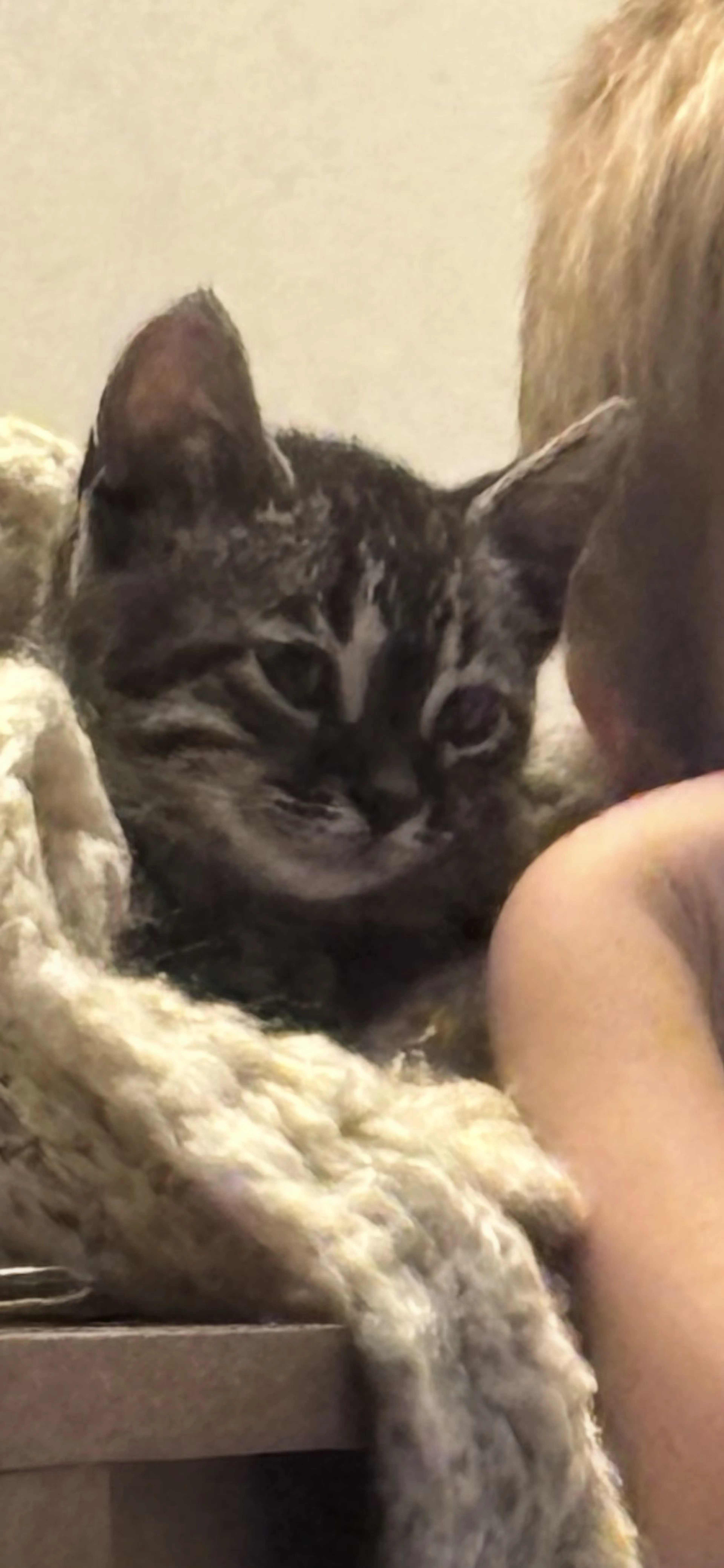 Lost pet-1