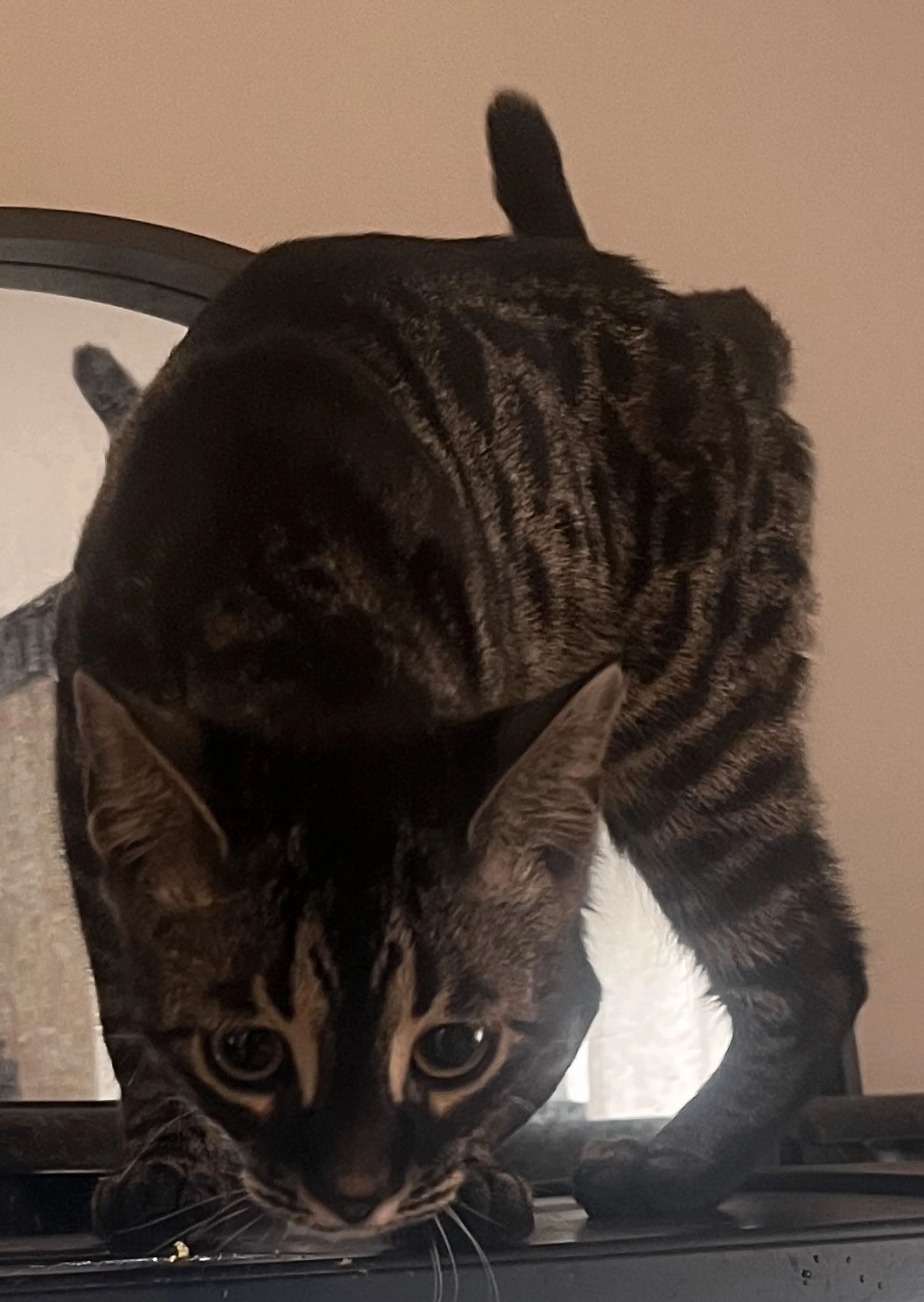 Lost pet-2