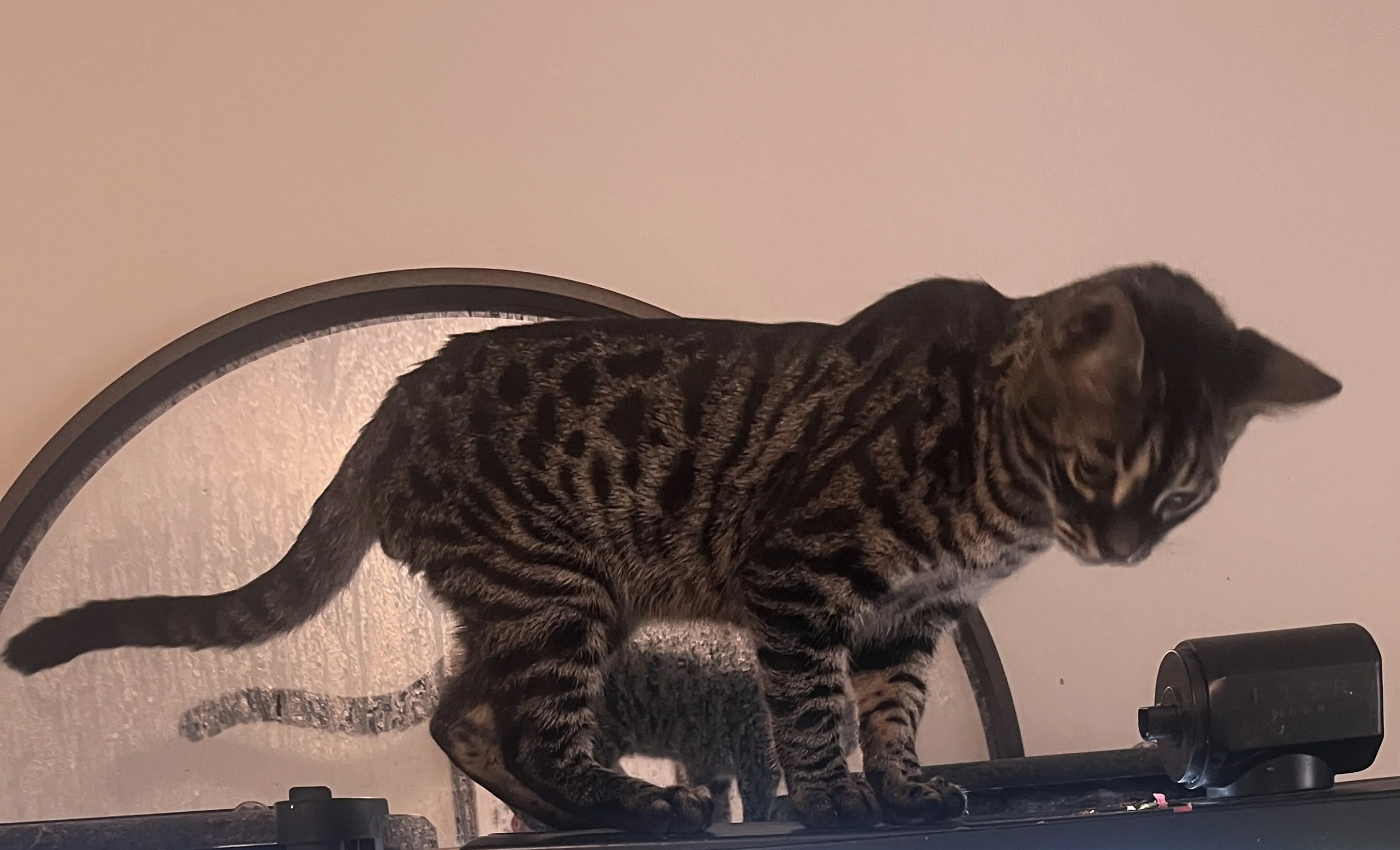 Lost pet-0